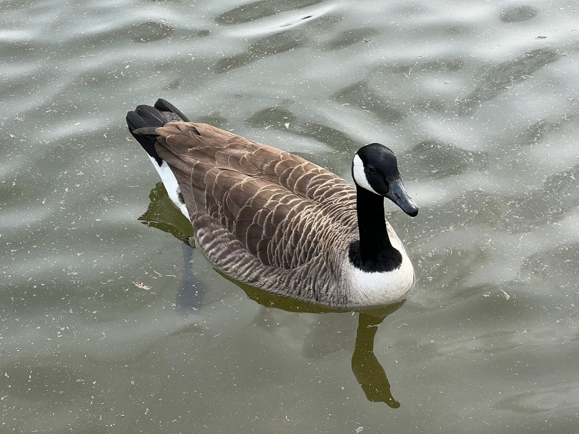 Lac de Saint-Mande à Paris — Sur le lac