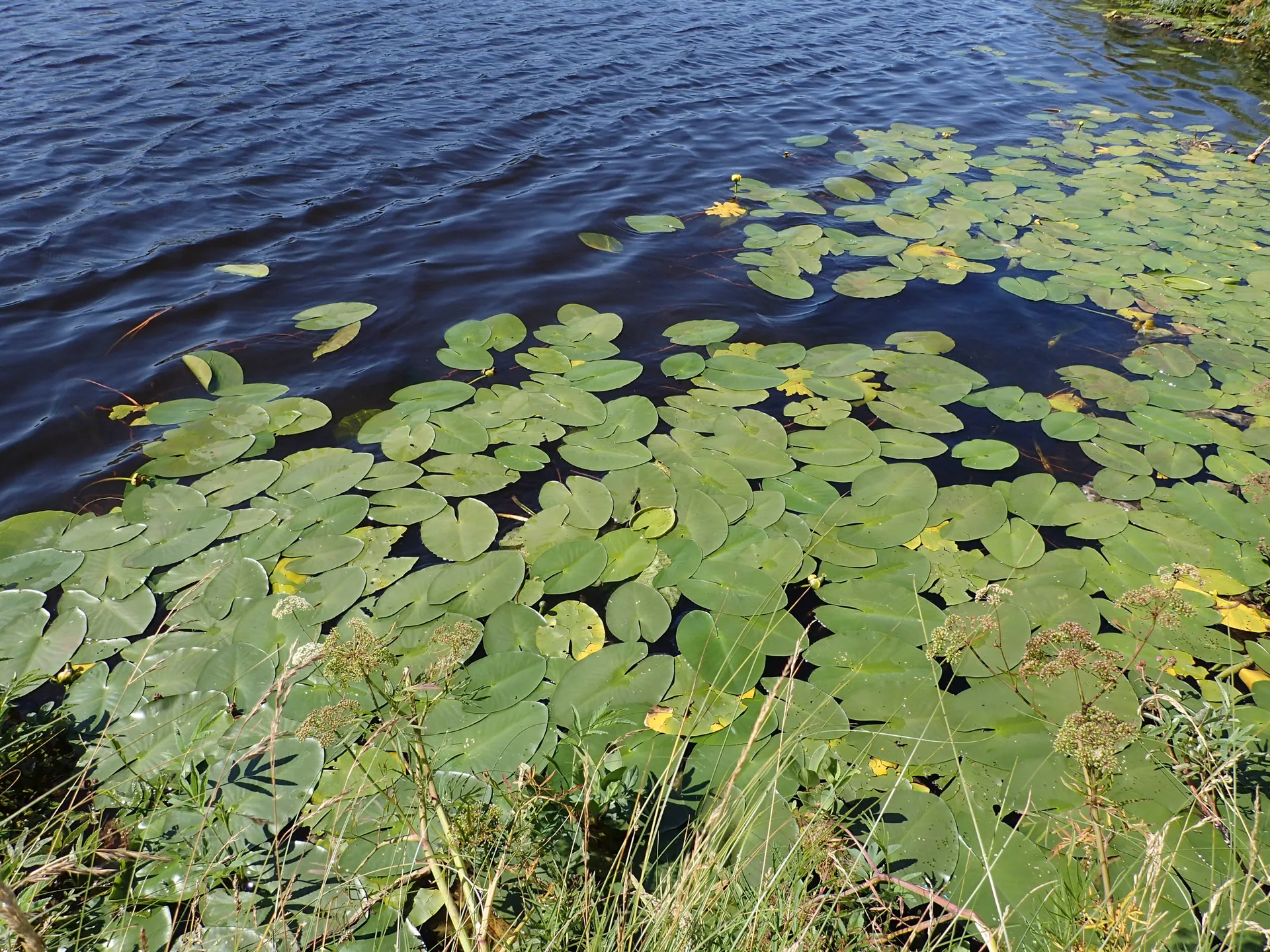 Lac de Souveyrols à Nasbinals — Sur le lac