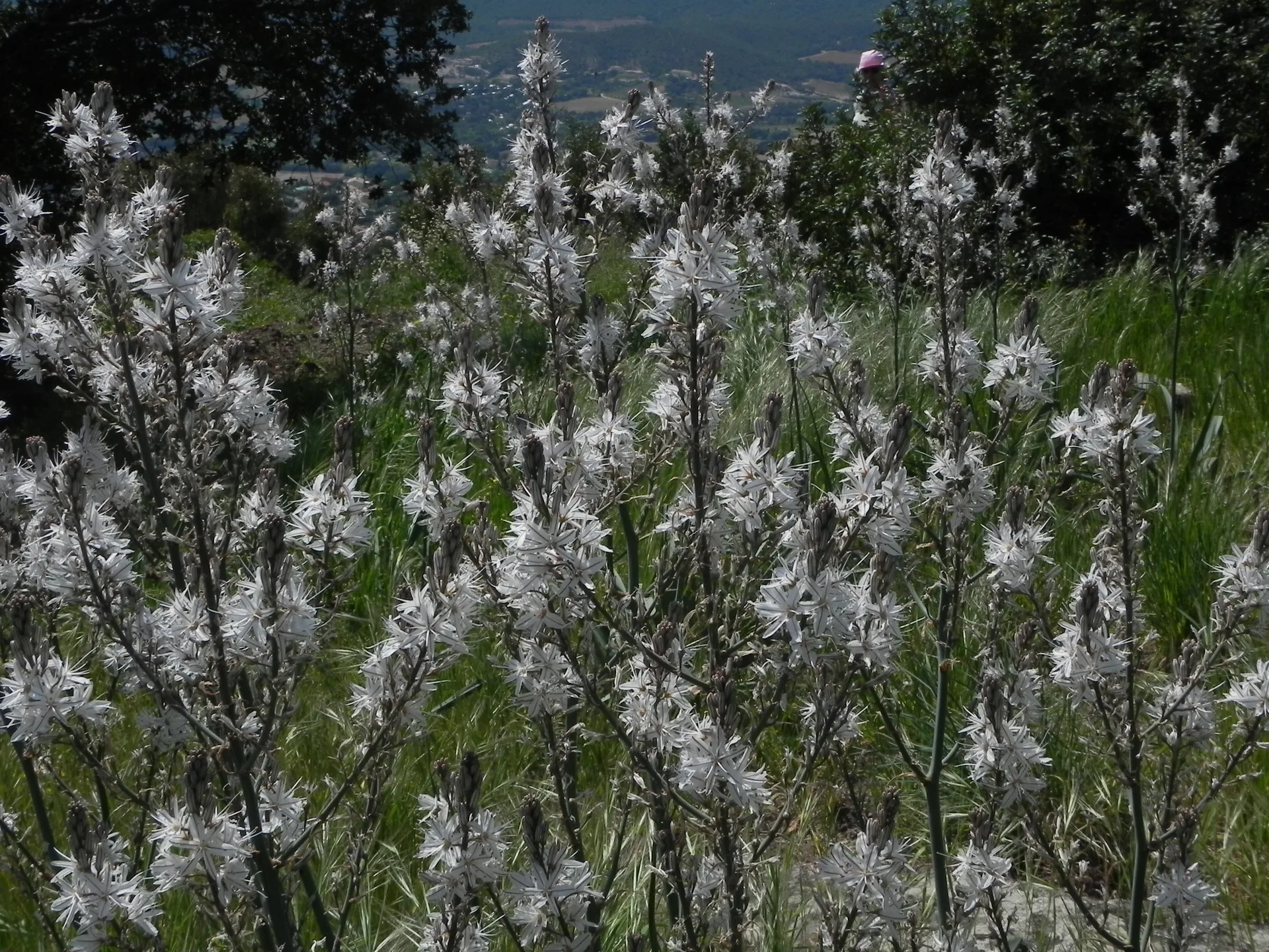 Lac de Trapan à Bormes-les-Mimosas — À 3,5 km du lac
