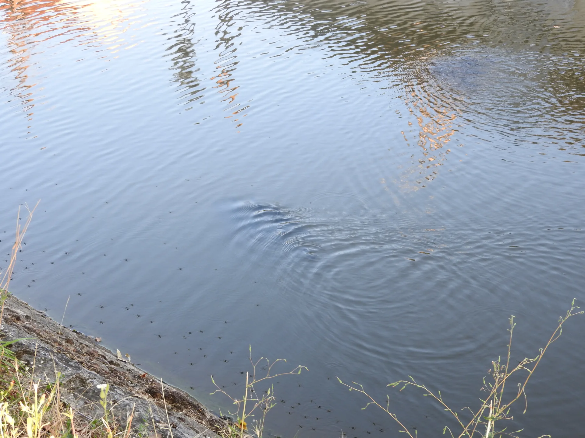 Lac de Virlay à Saint-Amand-Montrond — À 1,9 km du lac