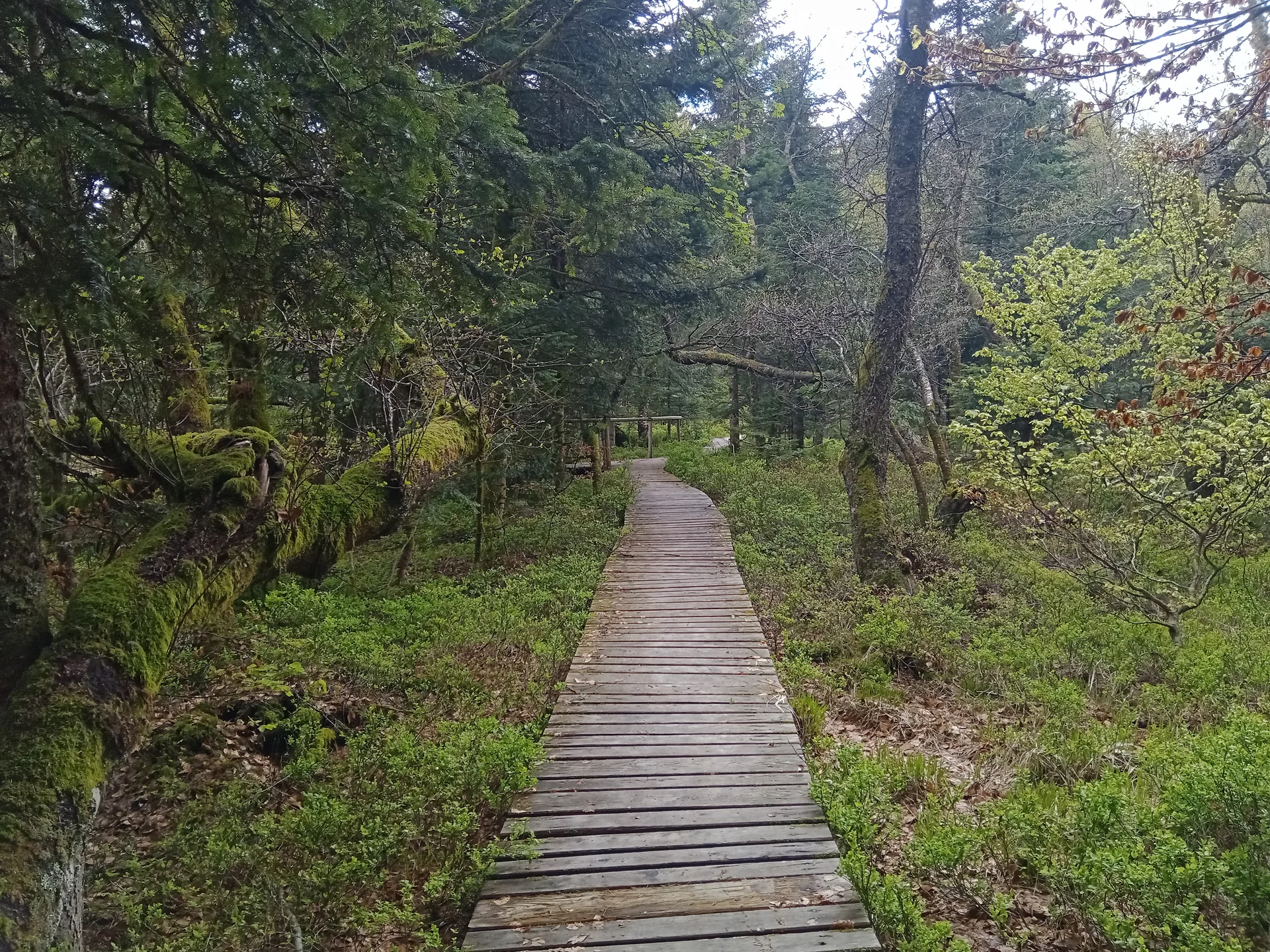 Lac des Corbeaux à La Bresse — À 2,9 km du lac