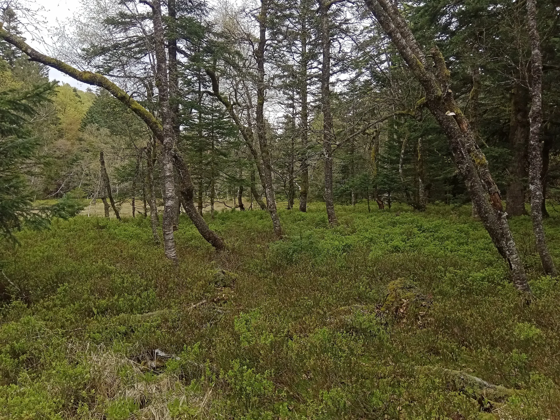 Lac des Corbeaux à La Bresse — À 3,0 km du lac