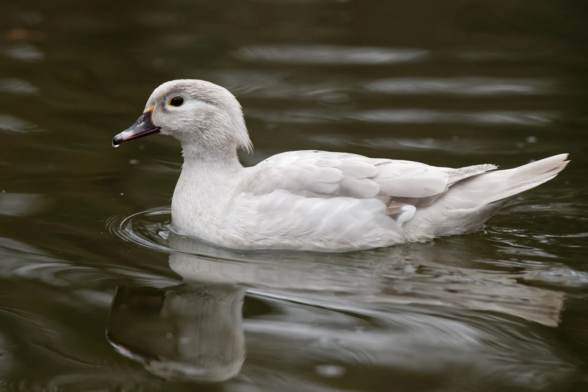 Lac des Minimes à Paris — Sur le lac