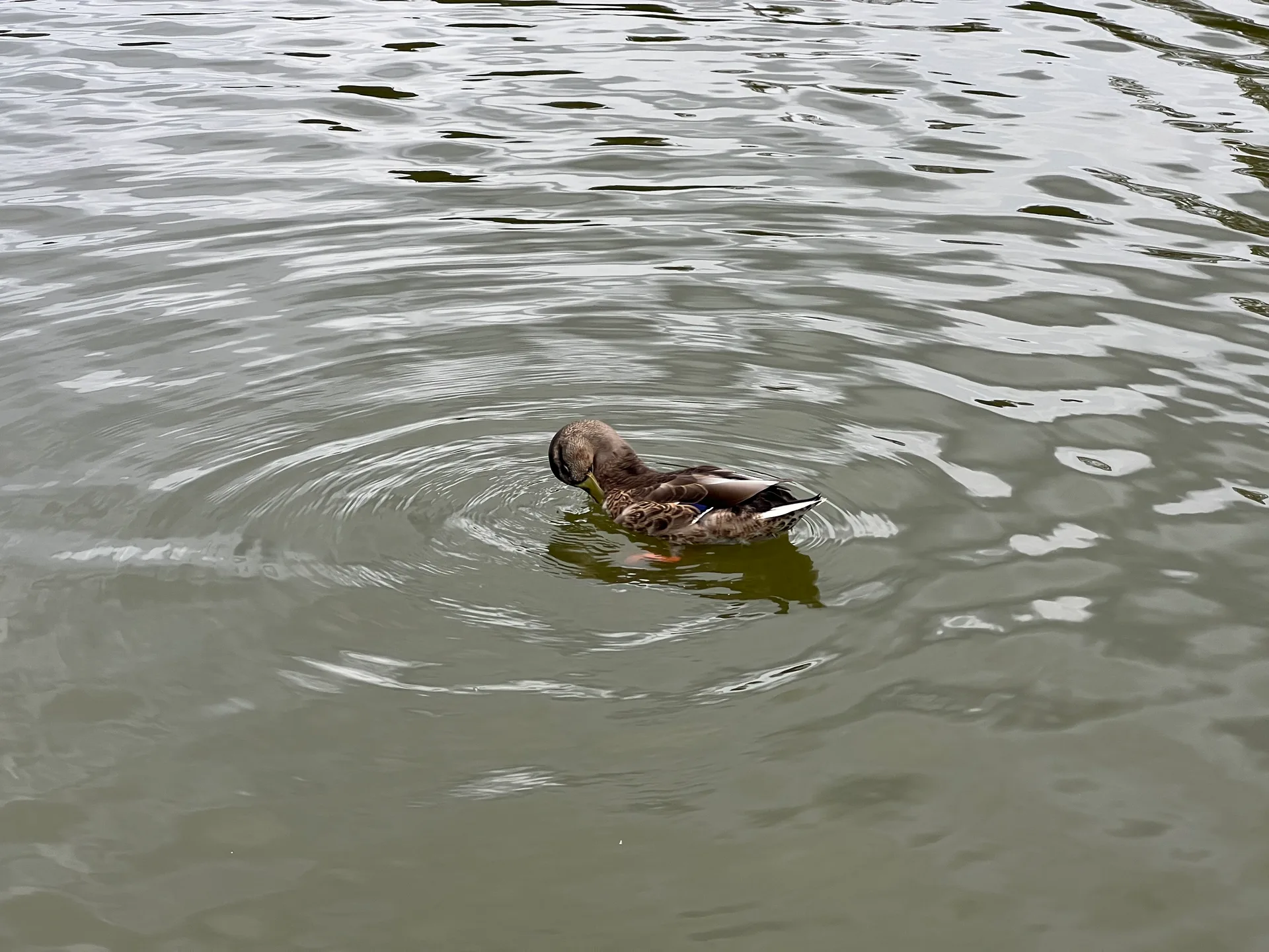 Lac des Minimes à Paris — Sur le lac