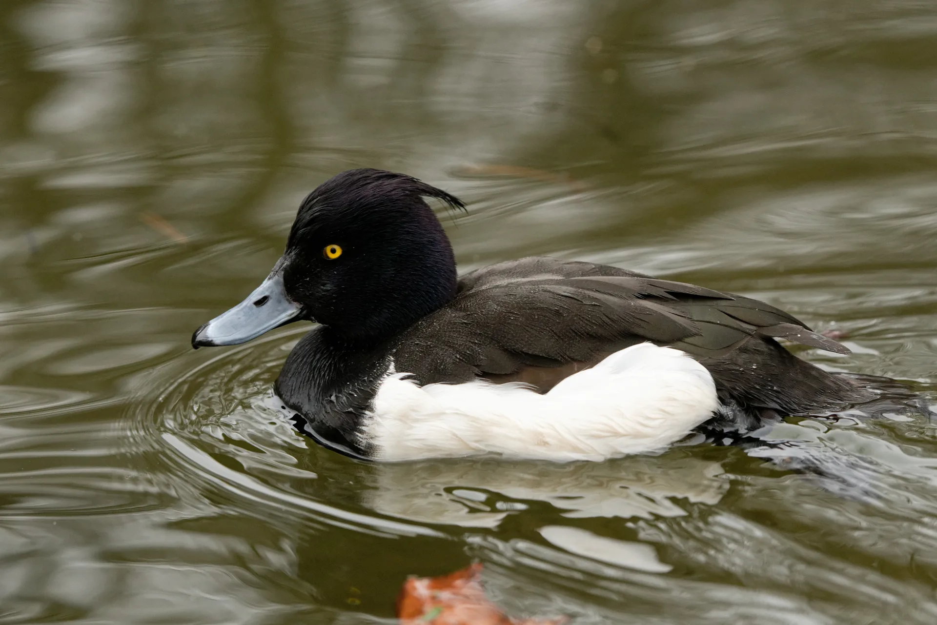 Lac des Minimes à Paris — Sur le lac