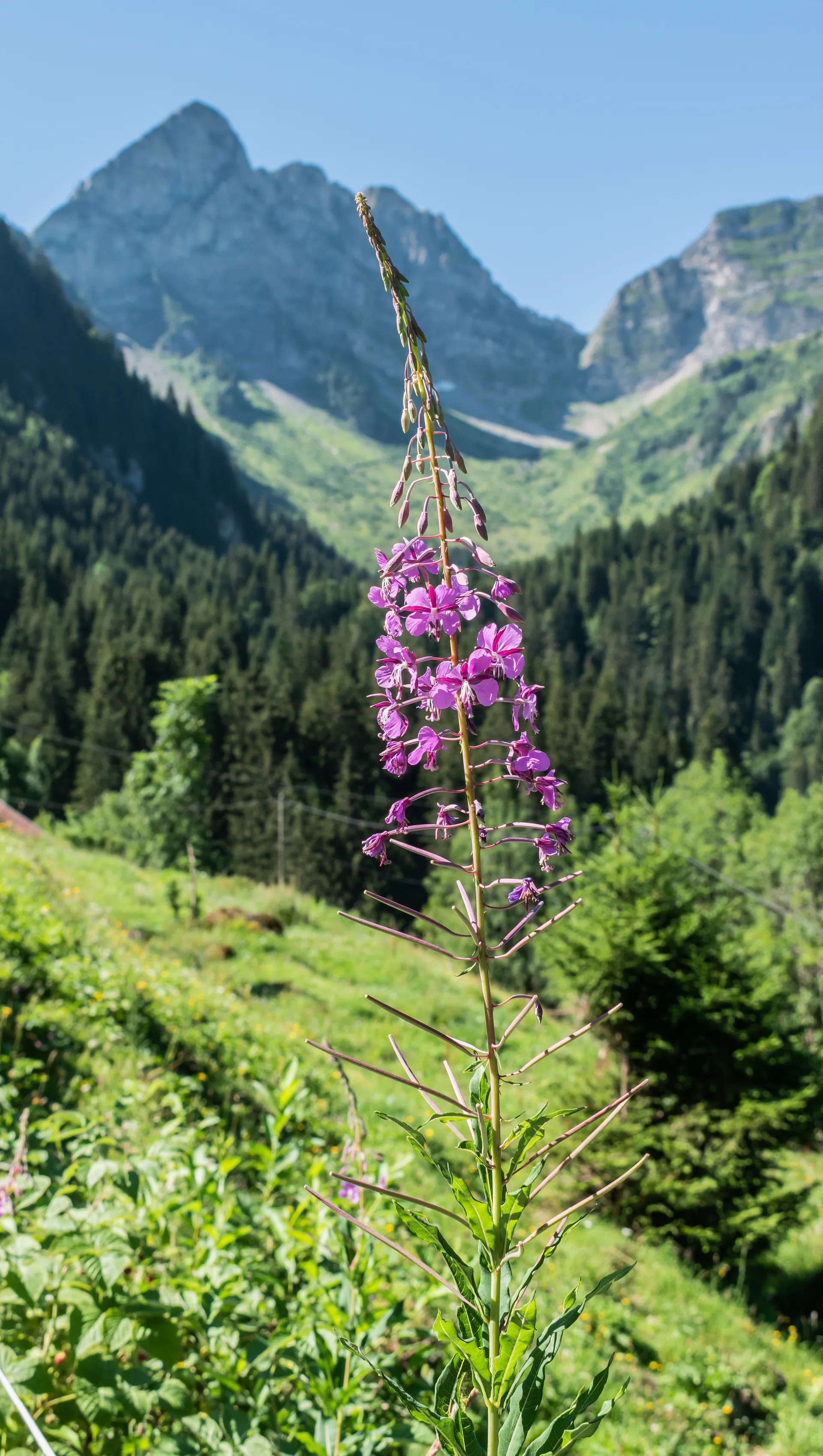 Lac des Plagnes à Abondance — Sur le lac