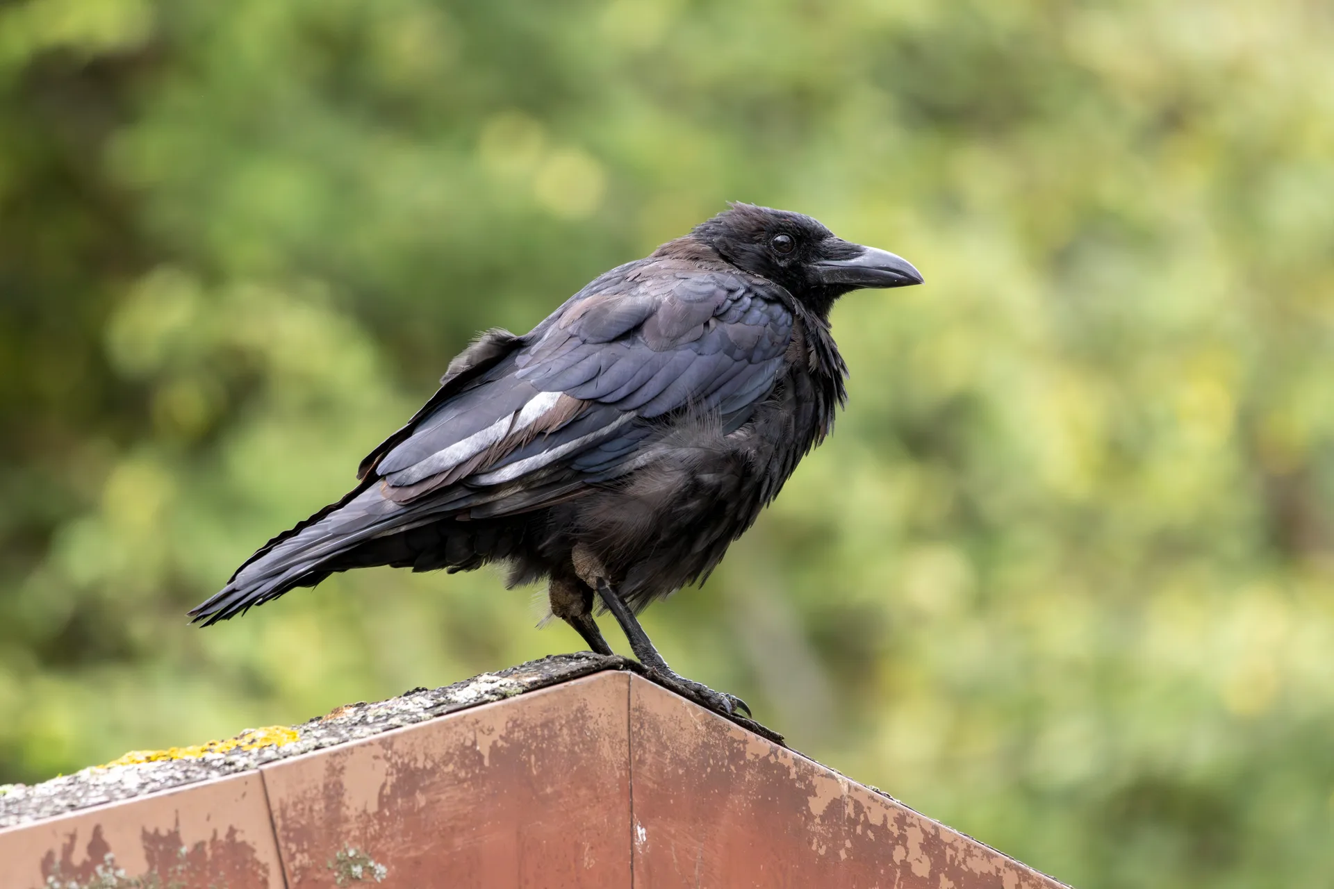 Lac des Tilliers à Villeneuve-la-Garenne — Sur le lac