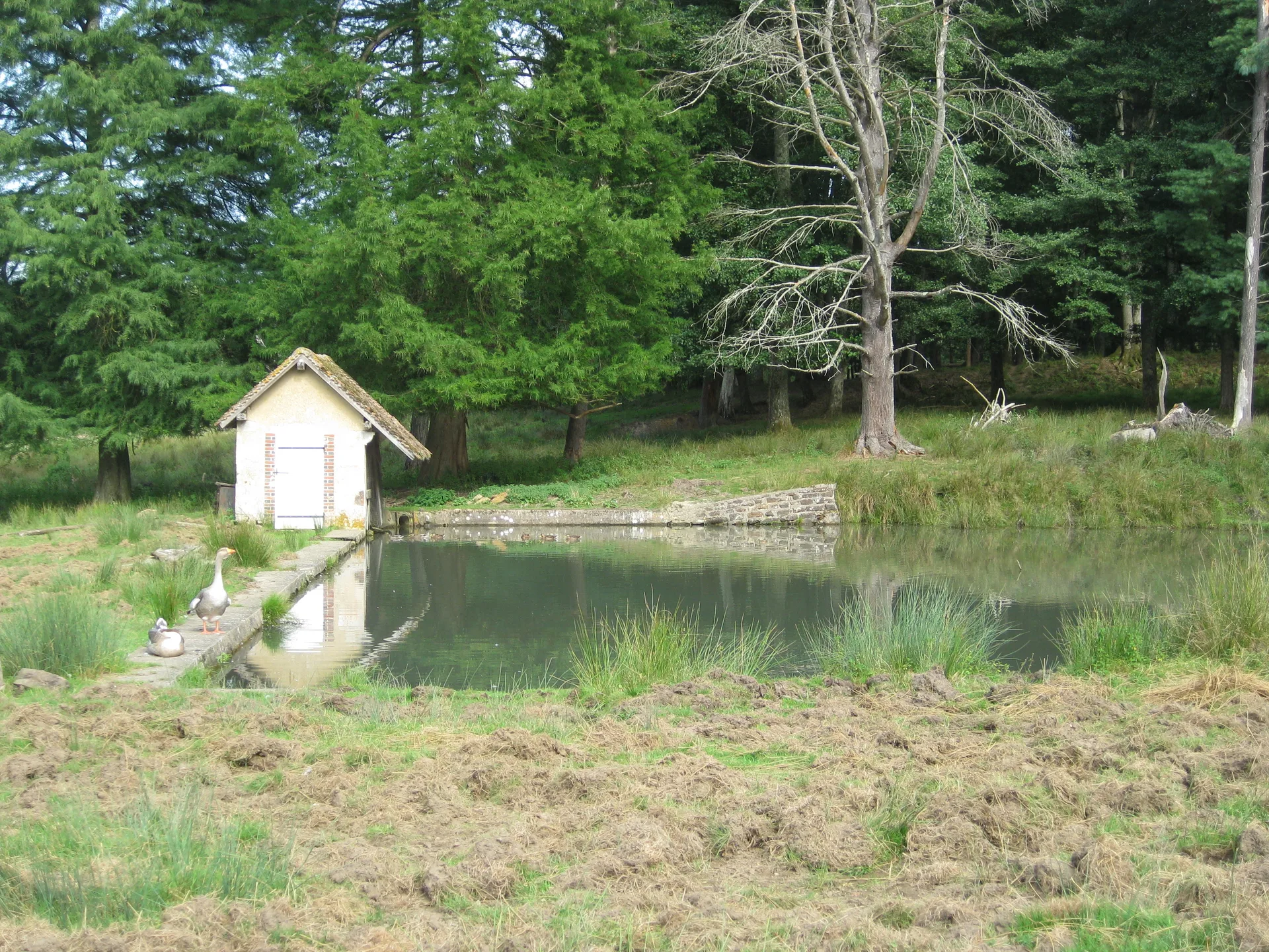 Lac du Bourdon à Saint-Fargeau — À 4,8 km du lac