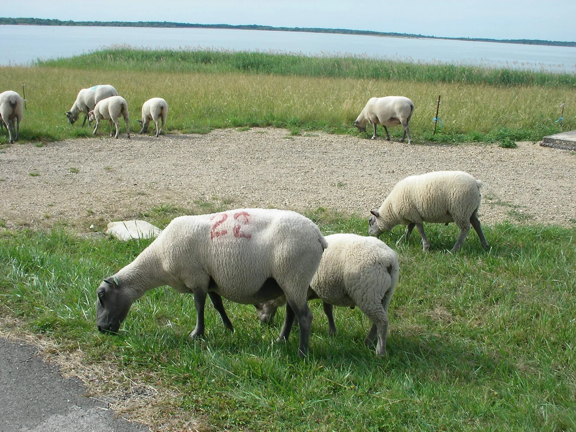 Lac du Der Chantecoq à Giffaumont-Champaubert — À 2,1 km du lac