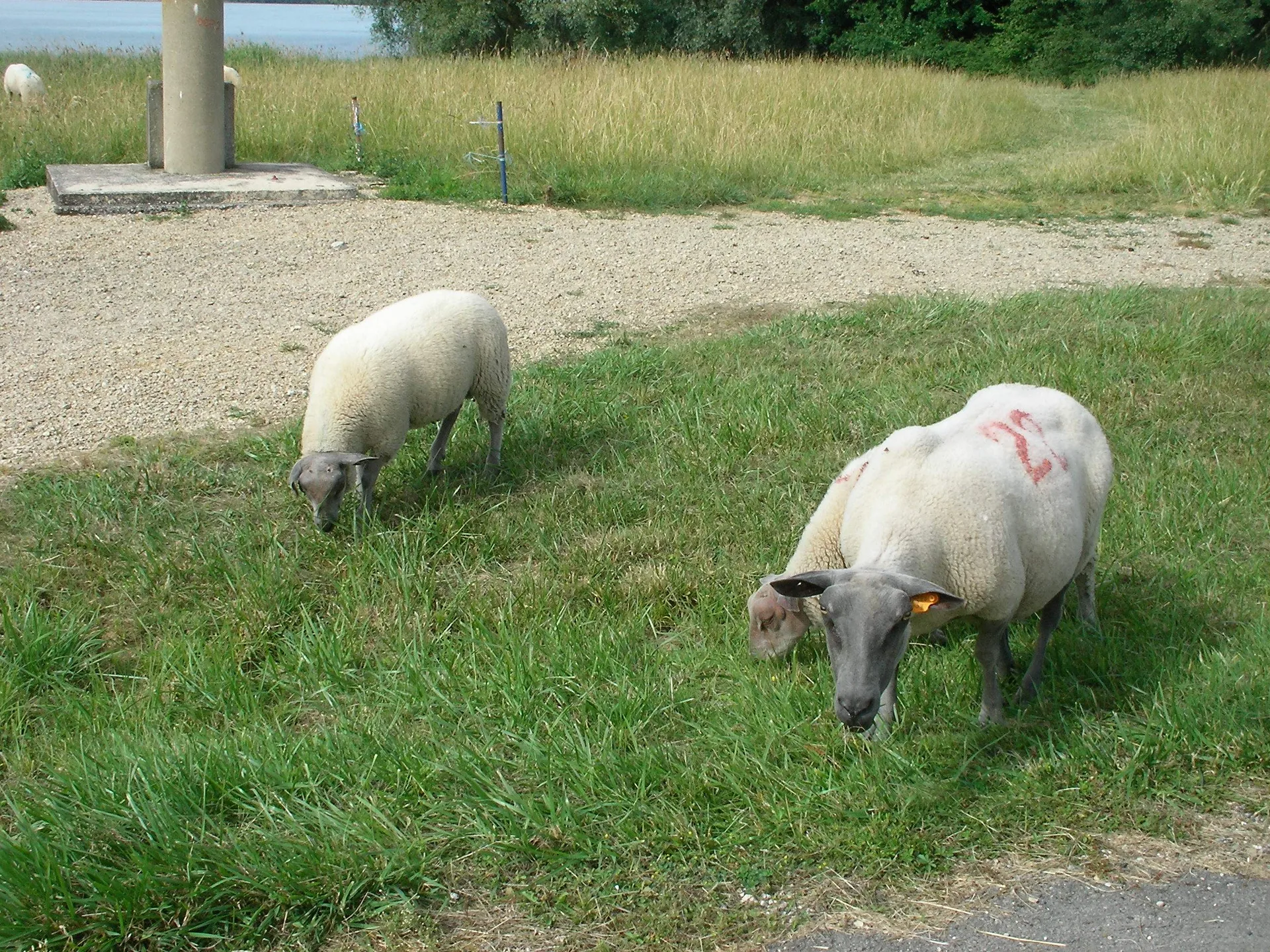 Lac du Der Chantecoq à Giffaumont-Champaubert — À 2,1 km du lac