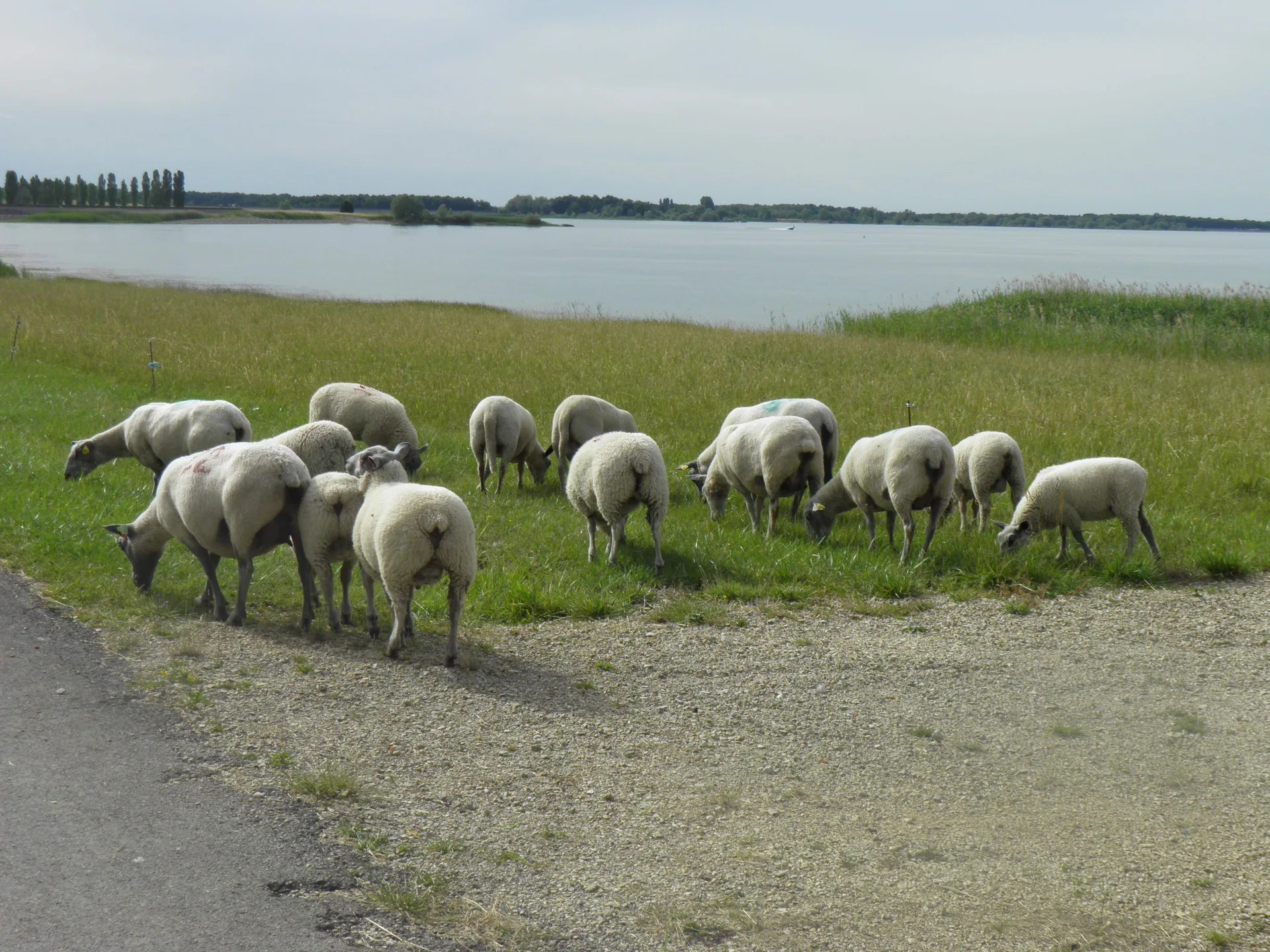 Lac du Der Chantecoq à Giffaumont-Champaubert — À 2,1 km du lac