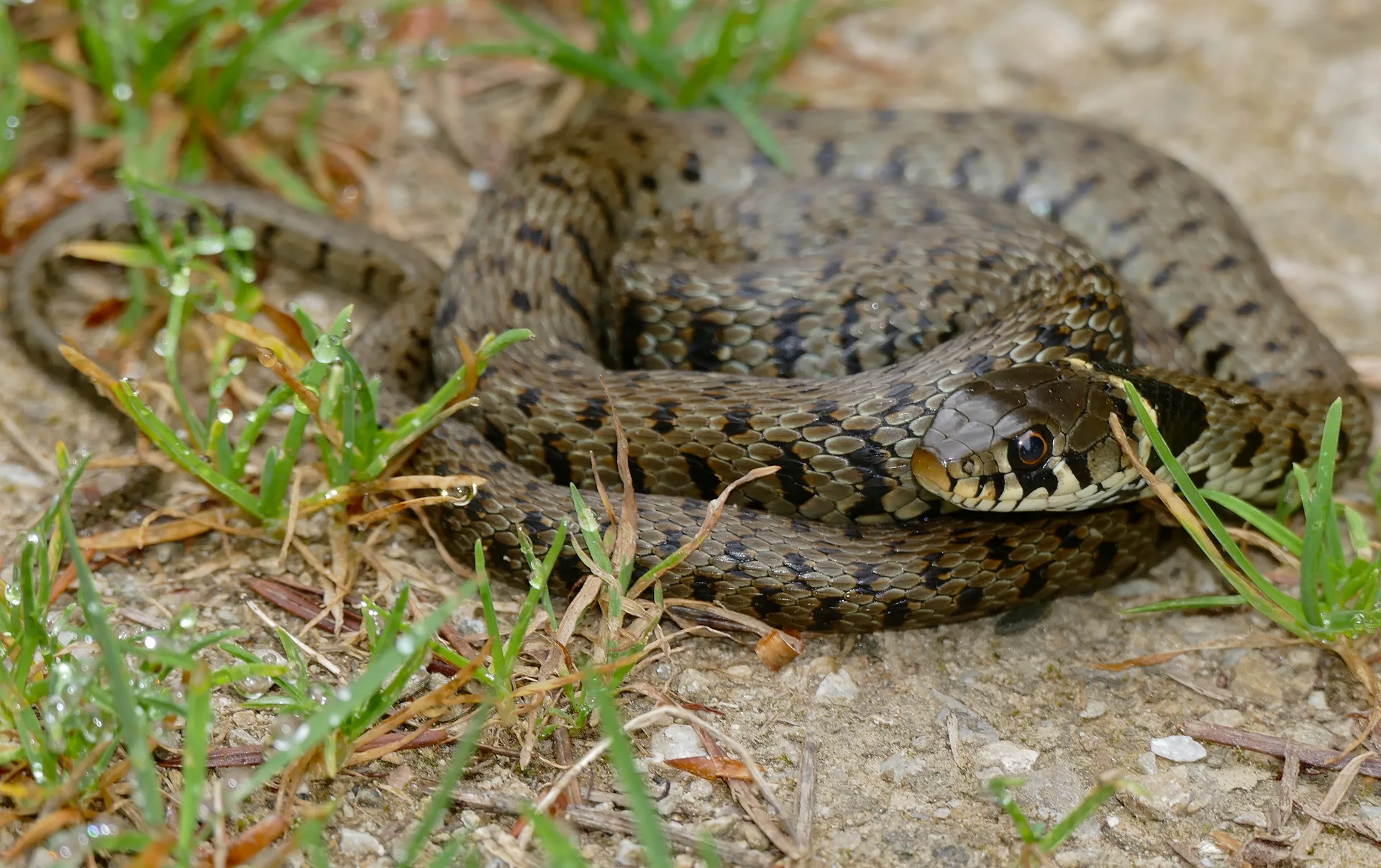 Lac du Lampy neuf à Saissac — À 2,7 km du lac