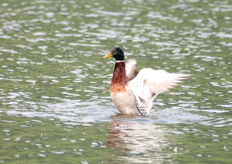 Lac du Mole