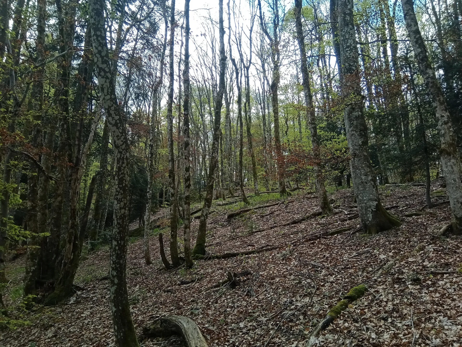 Lac du Petit Neuweiher à Rimbach-près-Masevaux — À 1,1 km du lac