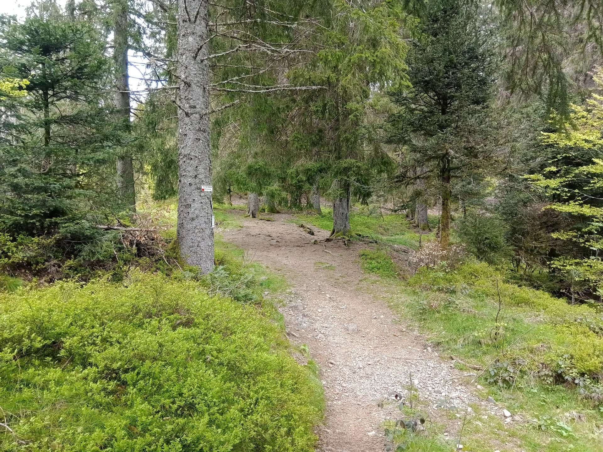 Lac du Petit Neuweiher à Rimbach-près-Masevaux — À 964 m du lac