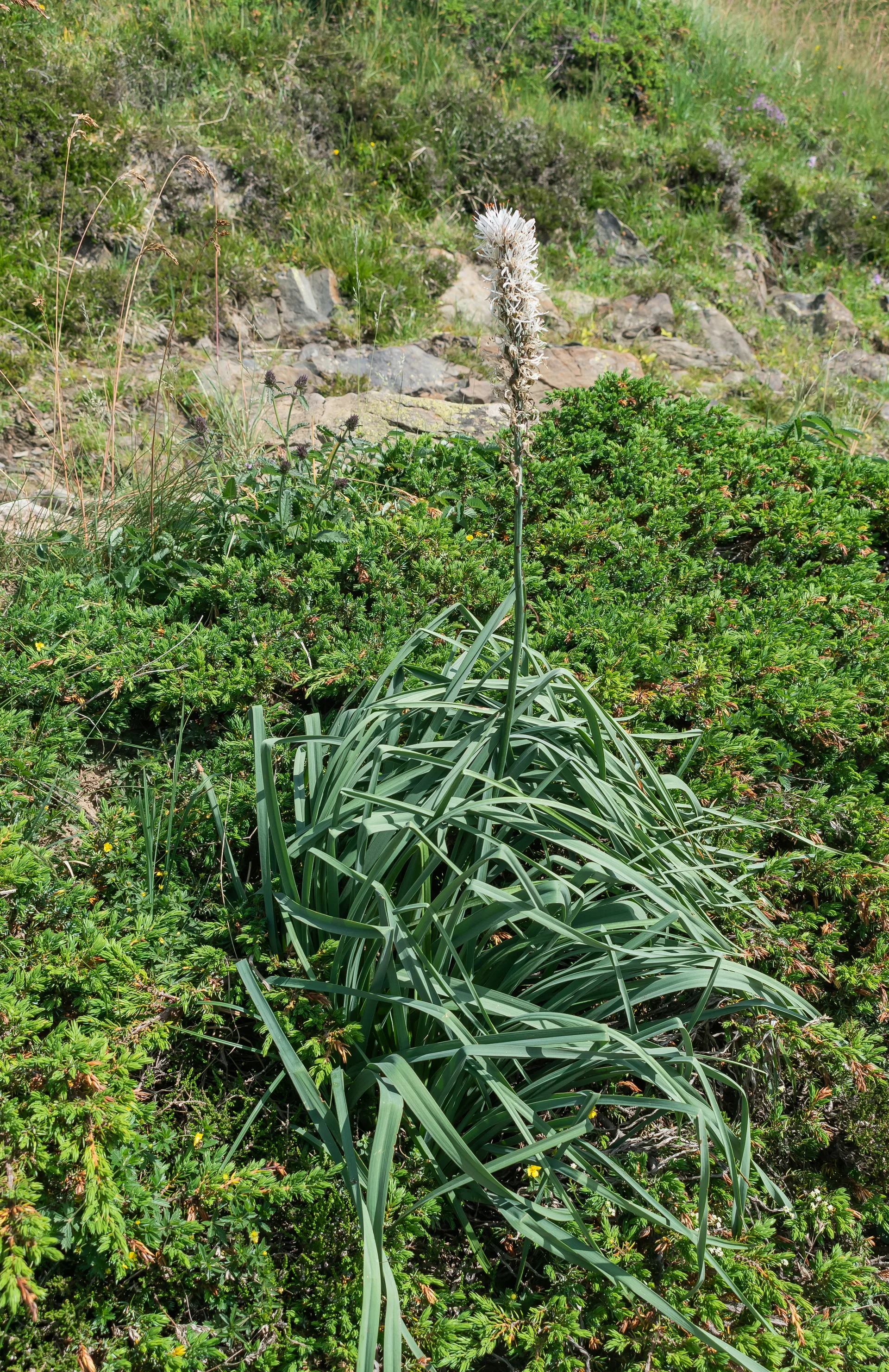Lac Gentau à Laruns — À 333 m du lac