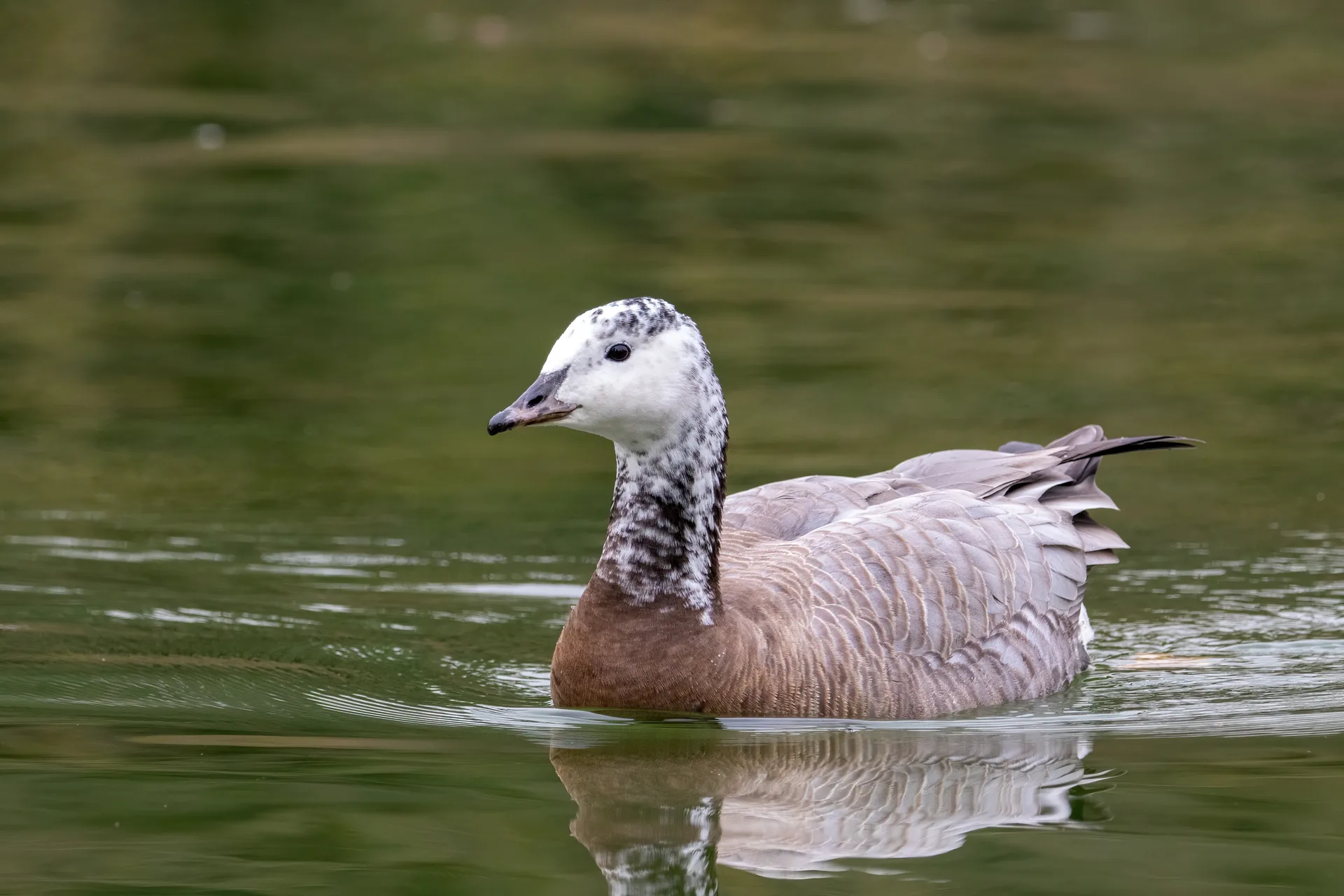 Lac Inférieur à Paris — Sur le lac