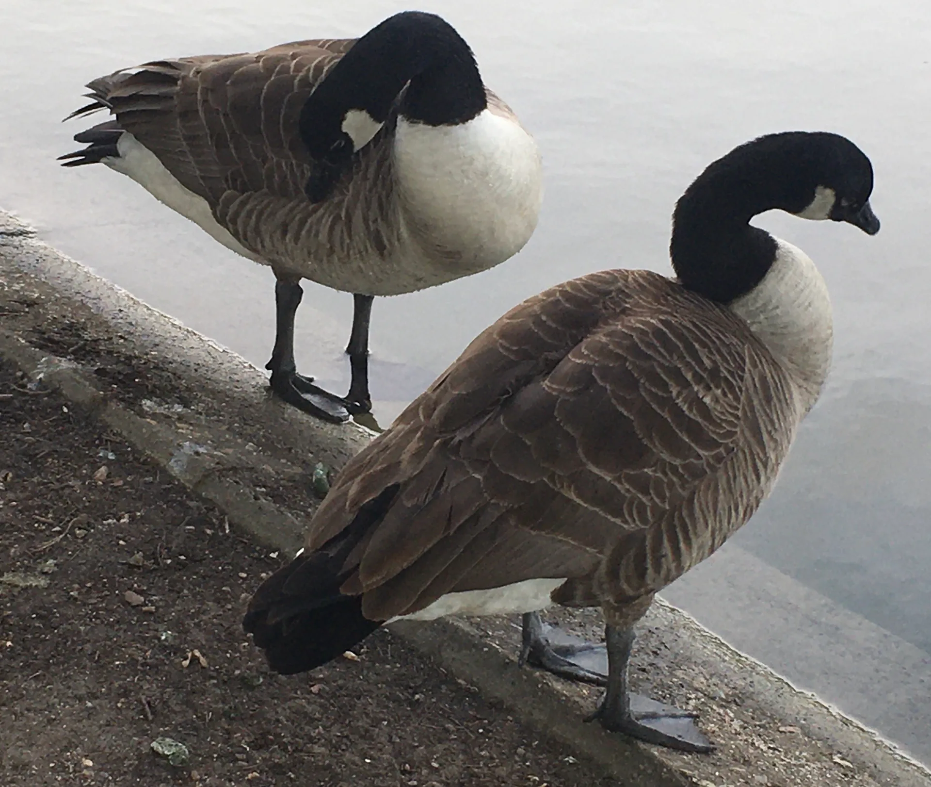Lac Supérieur à Paris — Sur le lac