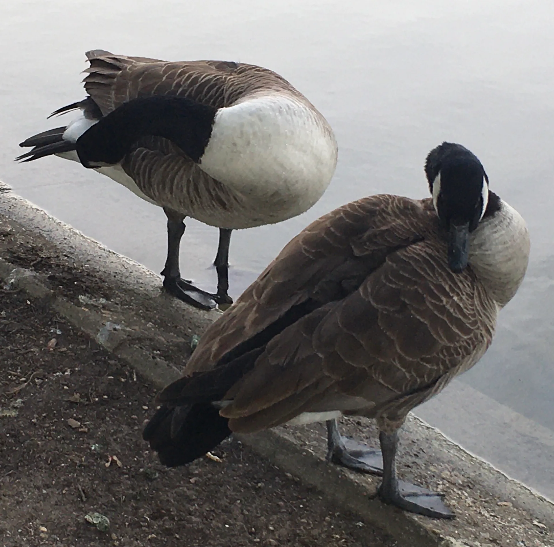 Lac Supérieur à Paris — Sur le lac
