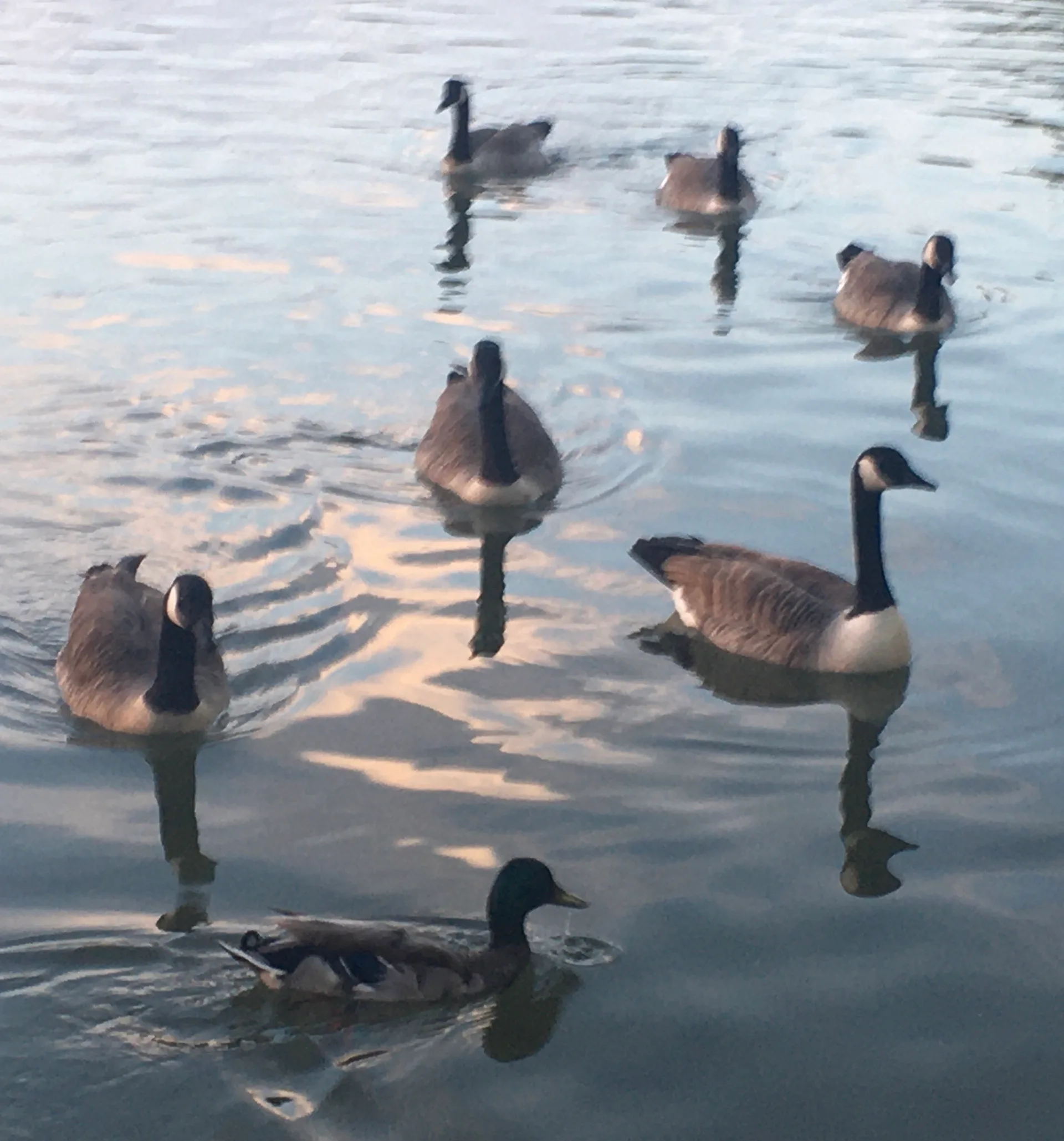 Lac Supérieur à Paris — Sur le lac