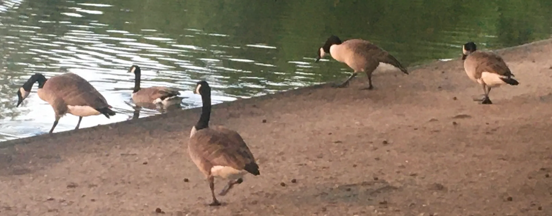 Lac Supérieur à Paris — Sur le lac