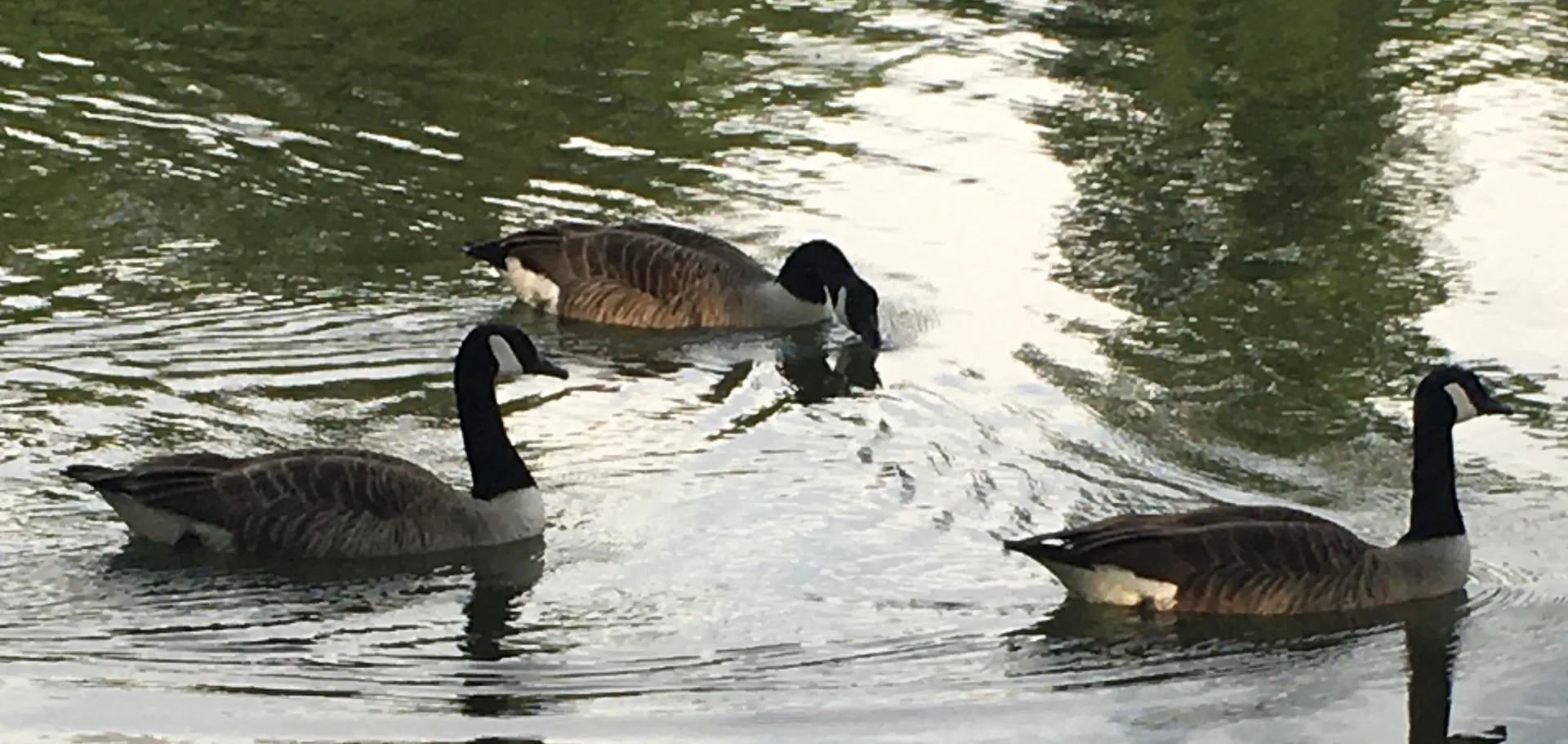 Lac Supérieur à Paris — Sur le lac