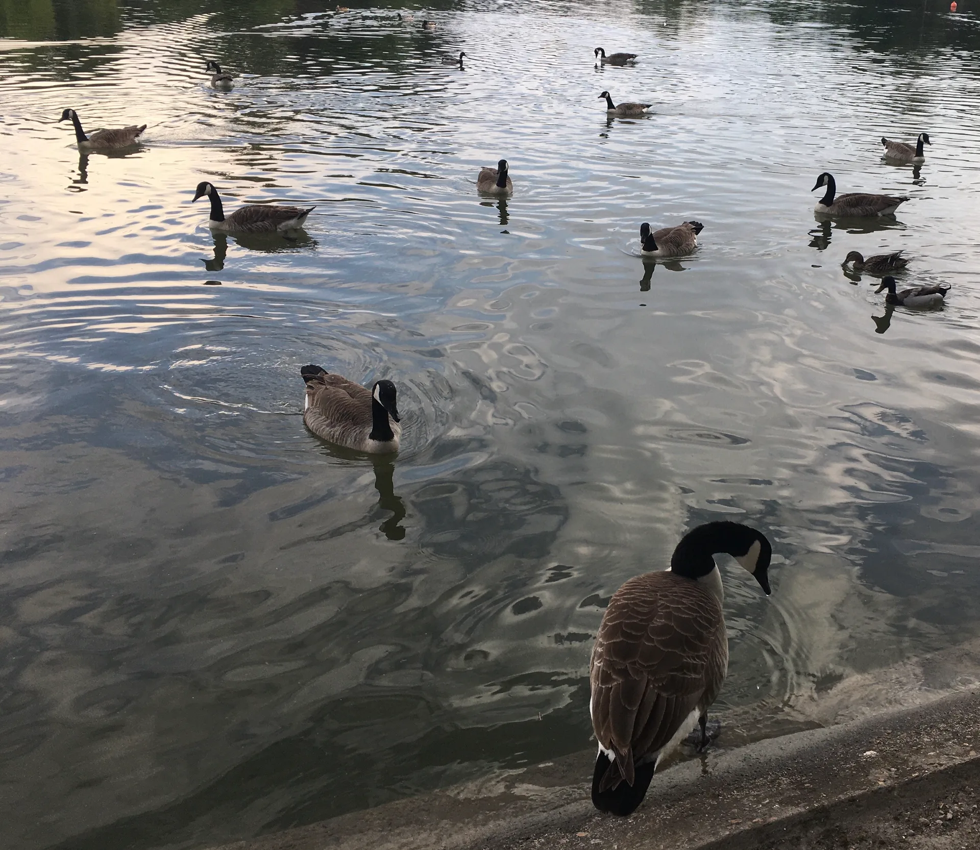 Lac Supérieur à Paris — Sur le lac