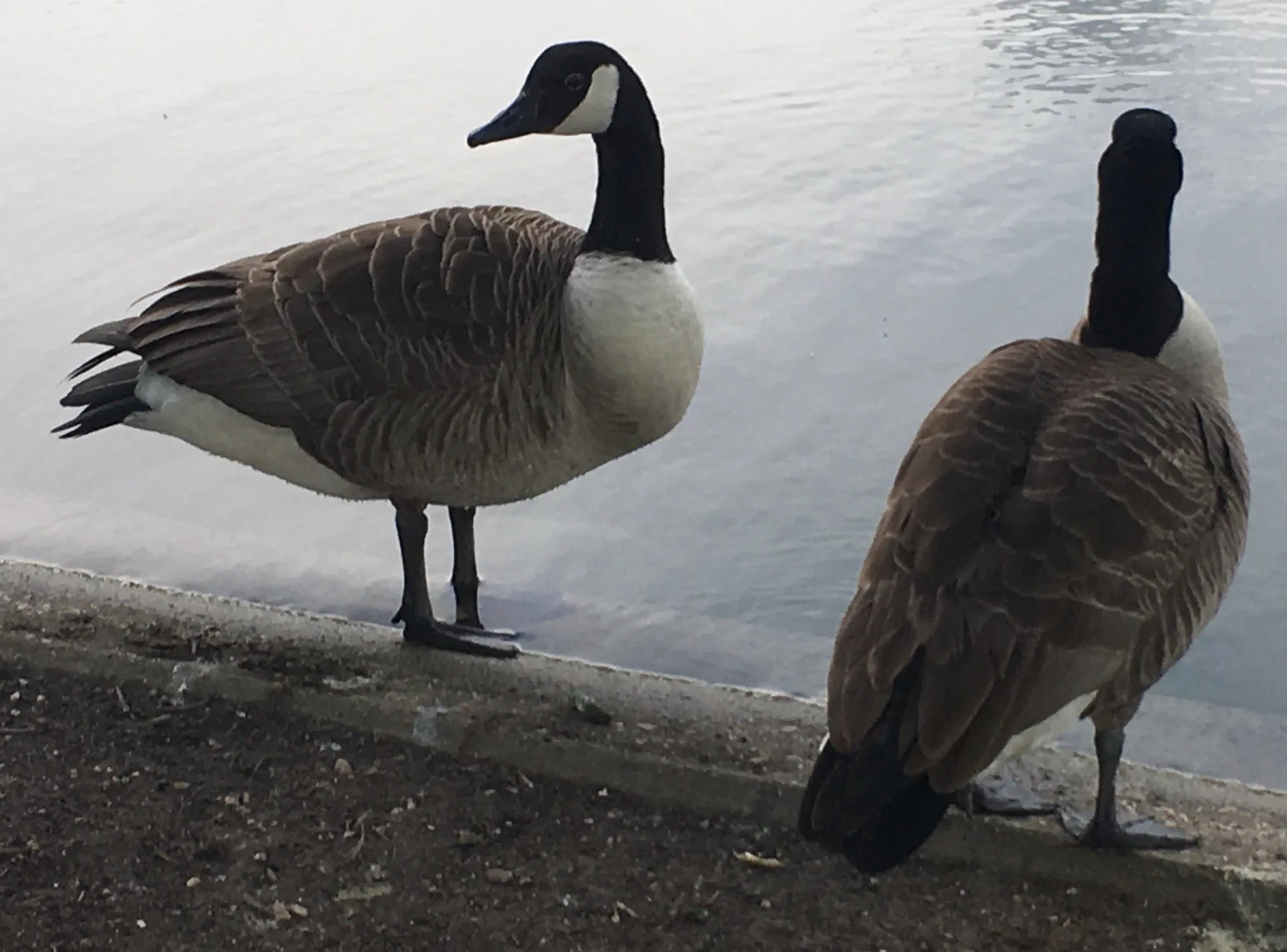 Lac Supérieur à Paris — Sur le lac