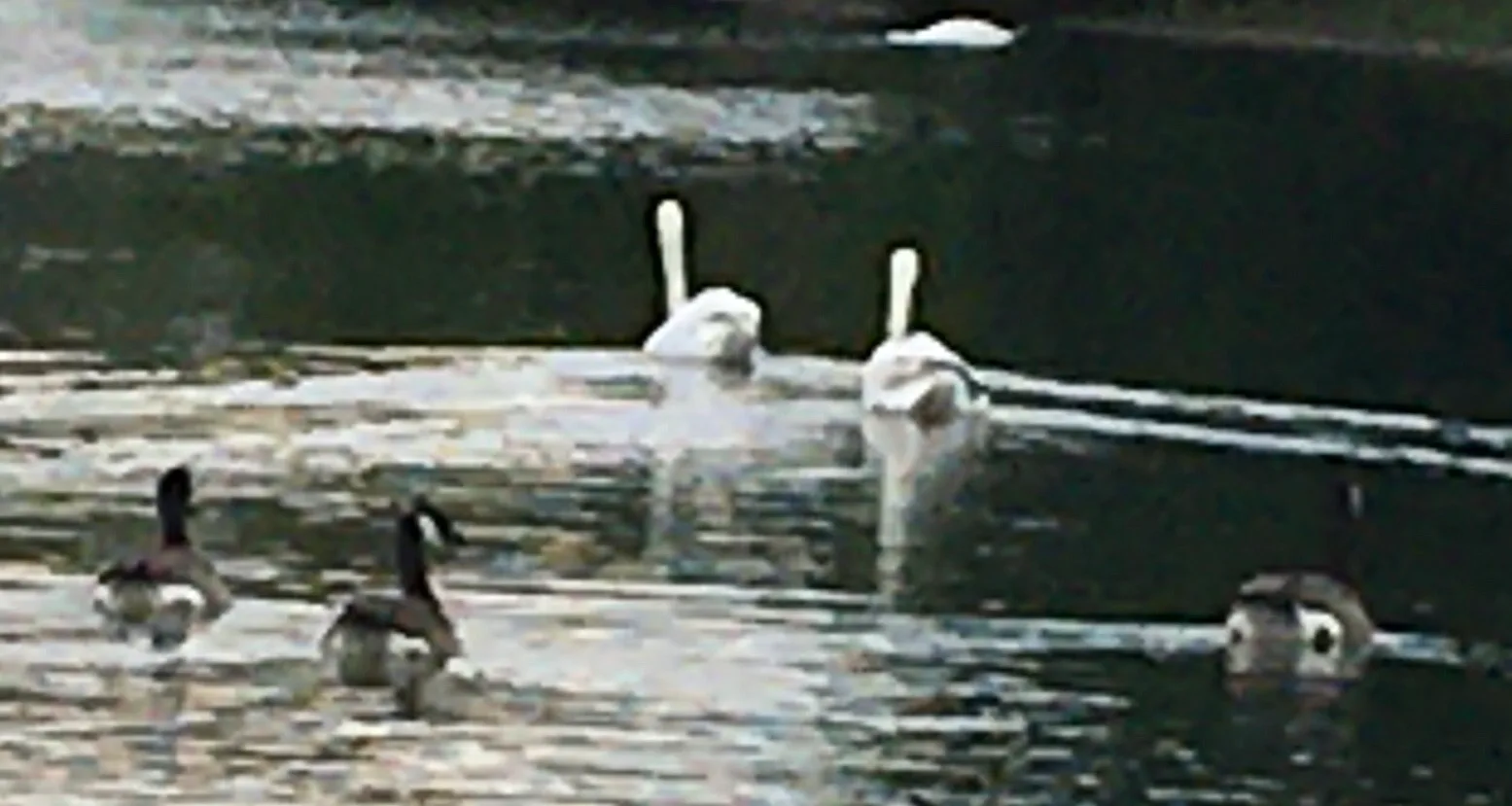 Lac Supérieur à Paris — Sur le lac