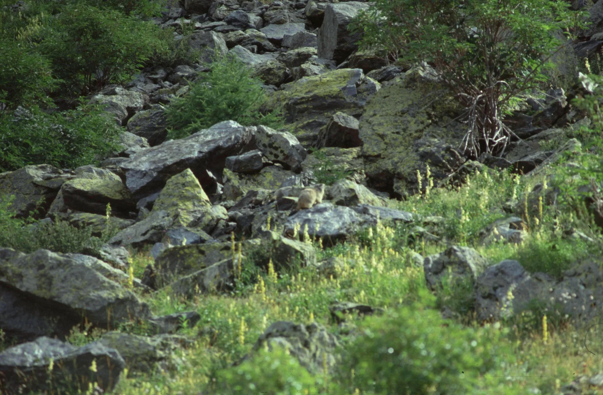 Lacs de Morgon à Saint-Étienne-de-Tinée — À 2,1 km du lac