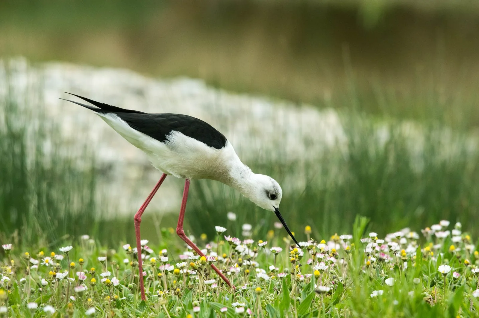 Le Domaine des Oiseaux de Mazeres à Mazères — Sur le lac