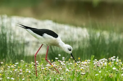 Le Domaine des Oiseaux de Mazeres