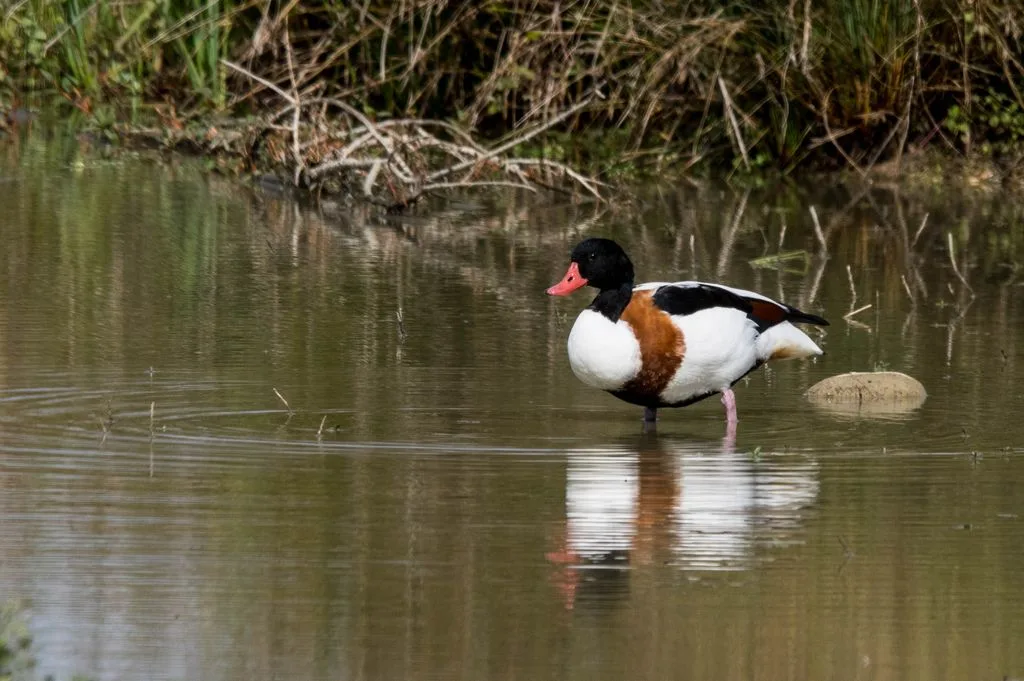 Le Domaine des Oiseaux de Mazeres à Mazères — À 514 m du lac