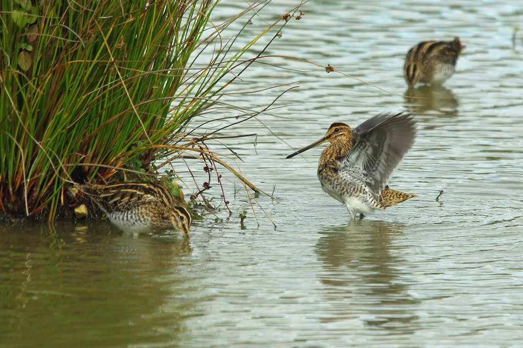 Le Domaine des Oiseaux de Mazeres à Mazères — À 521 m du lac