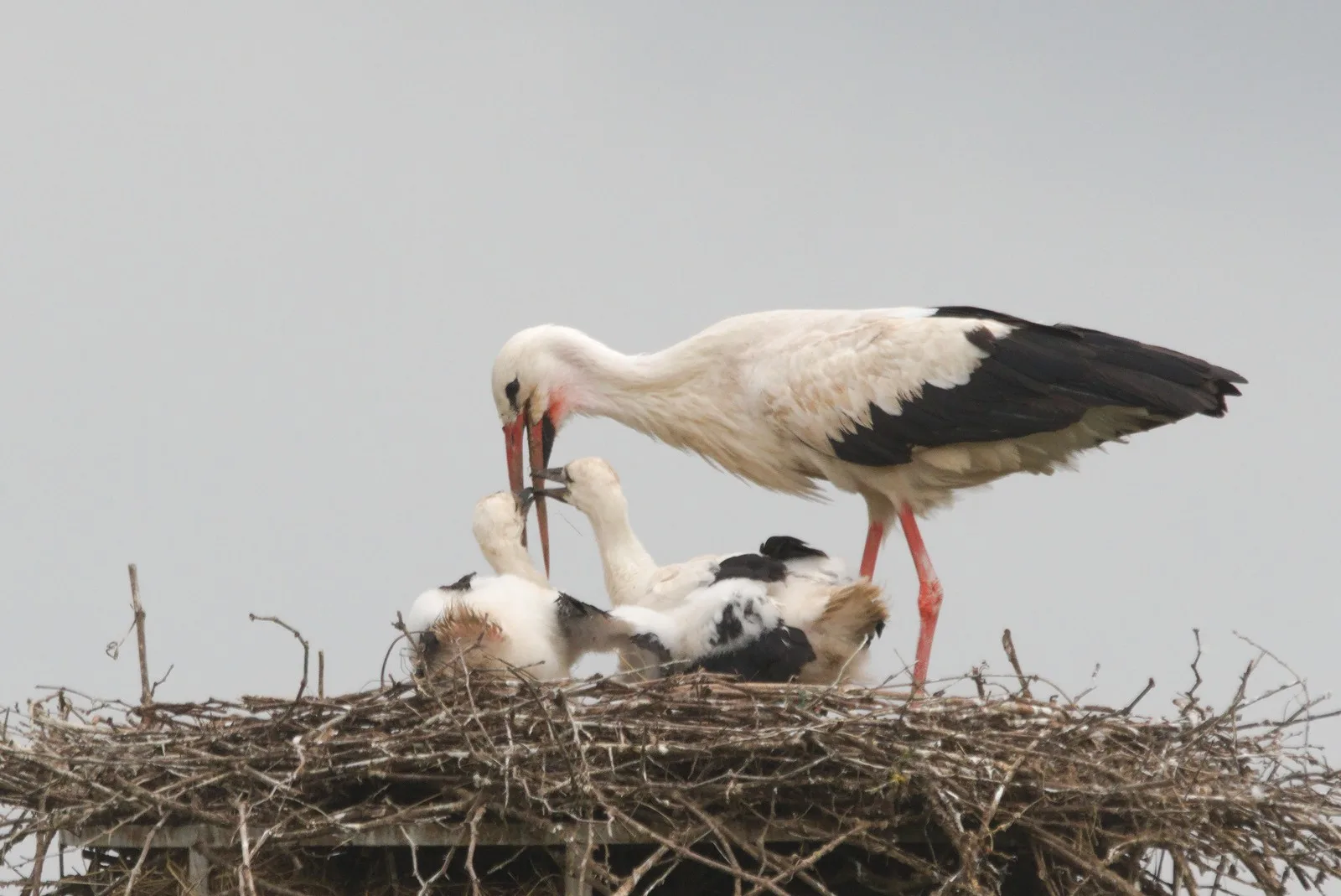 Le Domaine des Oiseaux de Mazeres à Mazères — À 593 m du lac