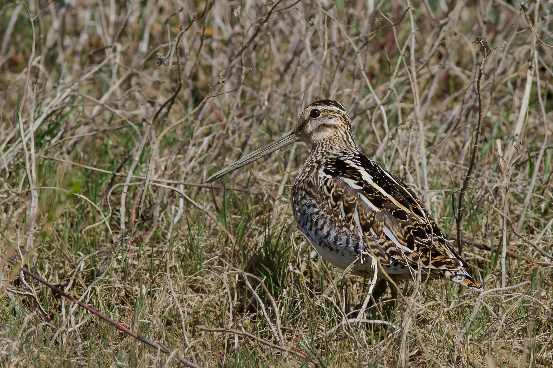 Le Domaine des Oiseaux de Mazeres à Mazères — À 711 m du lac
