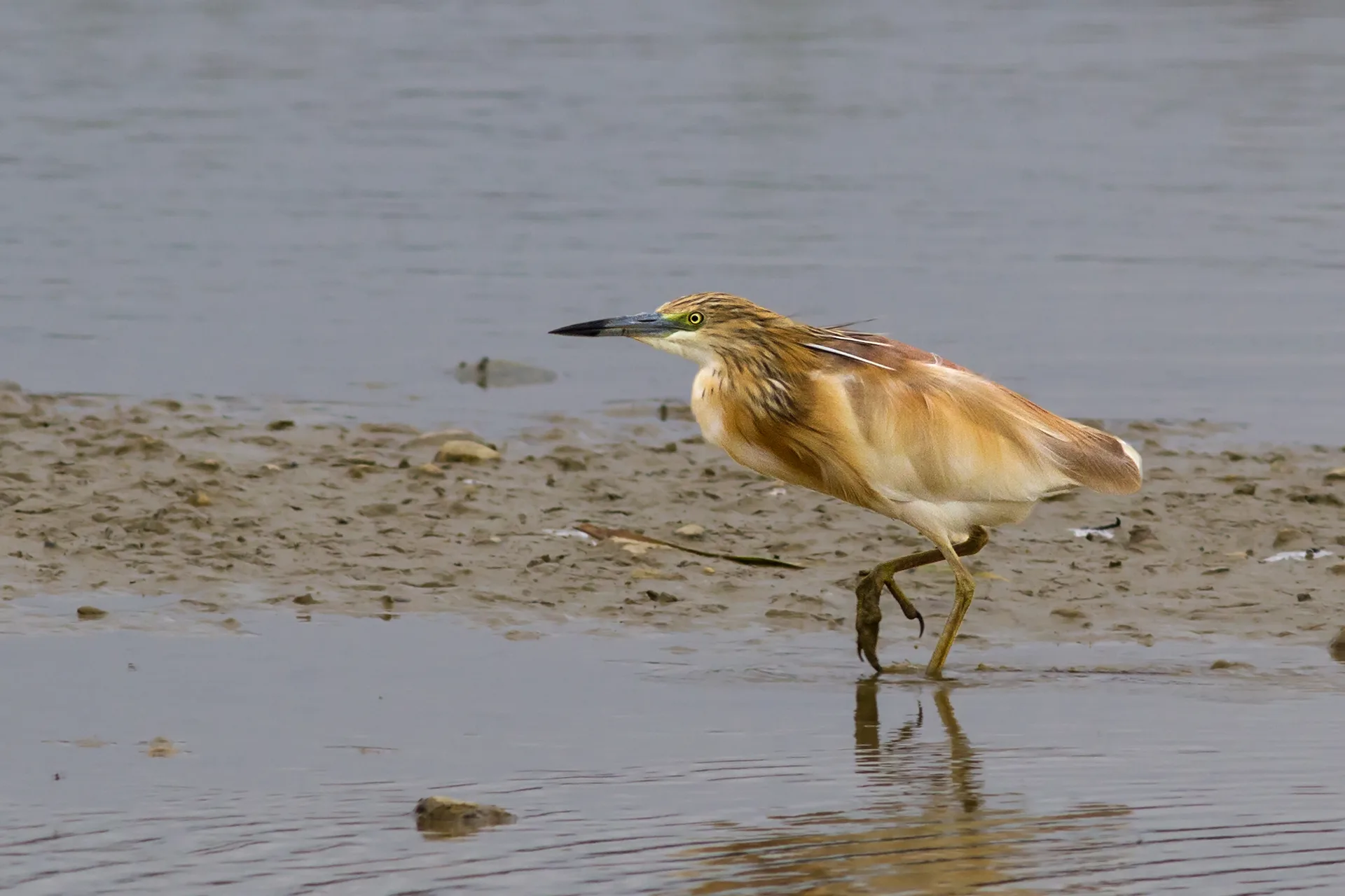 Le Domaine des Oiseaux de Mazeres à Mazères — À 711 m du lac