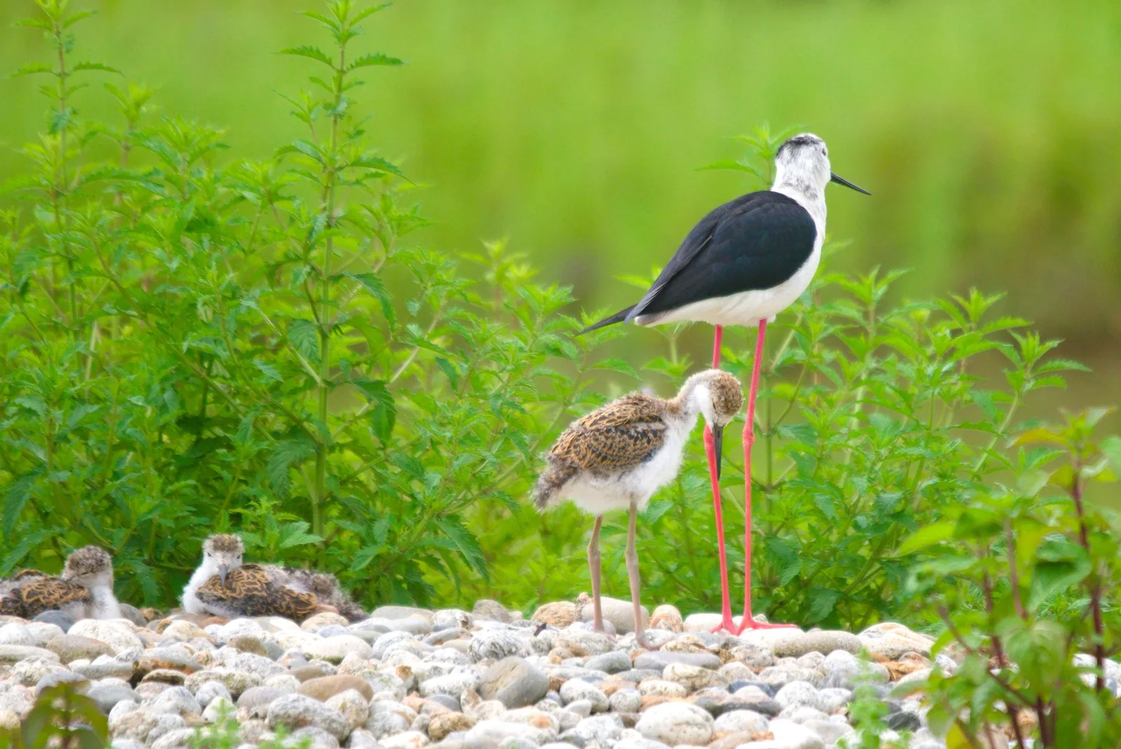 Le Domaine des Oiseaux de Mazeres à Mazères — Sur le lac
