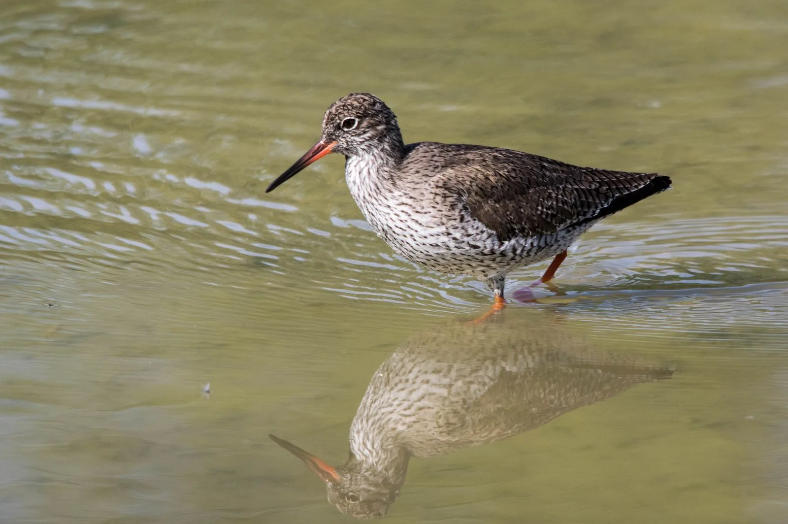 Le Domaine des Oiseaux de Mazeres à Mazères — Sur le lac