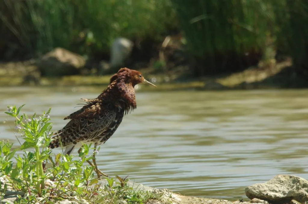 Le Domaine des Oiseaux de Mazeres à Mazères — Sur le lac