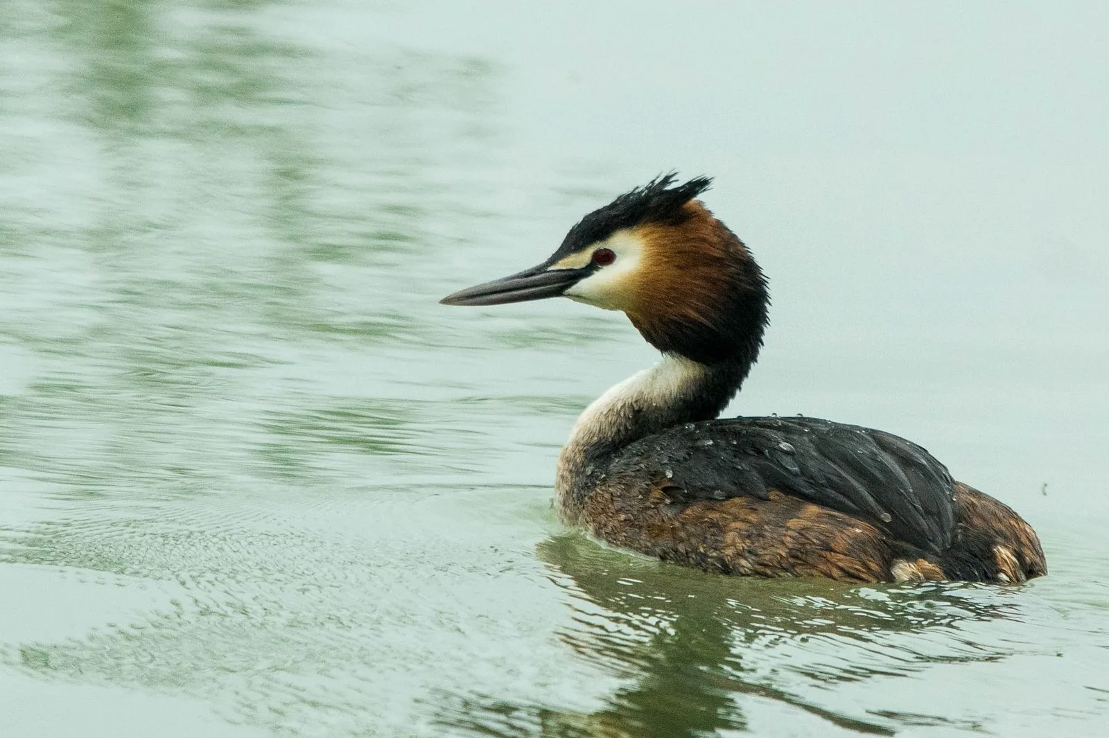 Le Domaine des Oiseaux de Mazeres à Mazères — Sur le lac