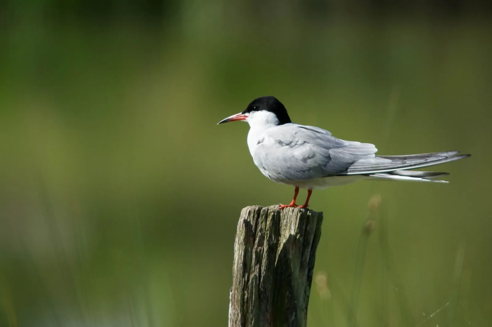 Le Domaine des Oiseaux de Mazeres à Mazères — Sur le lac