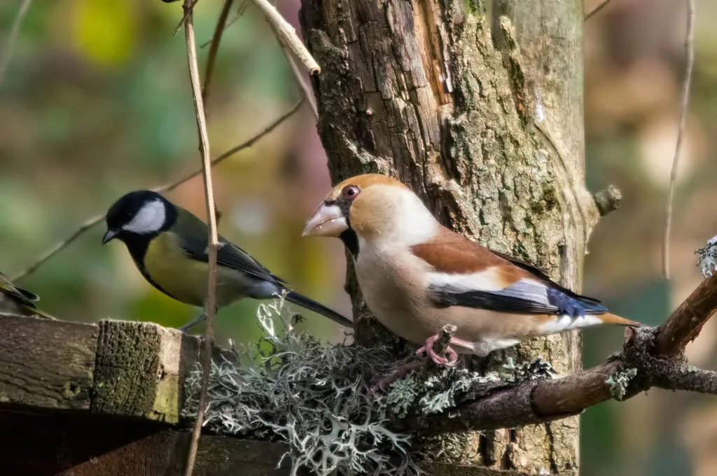 Le Domaine des Oiseaux de Mazeres à Mazères — À 267 m du lac