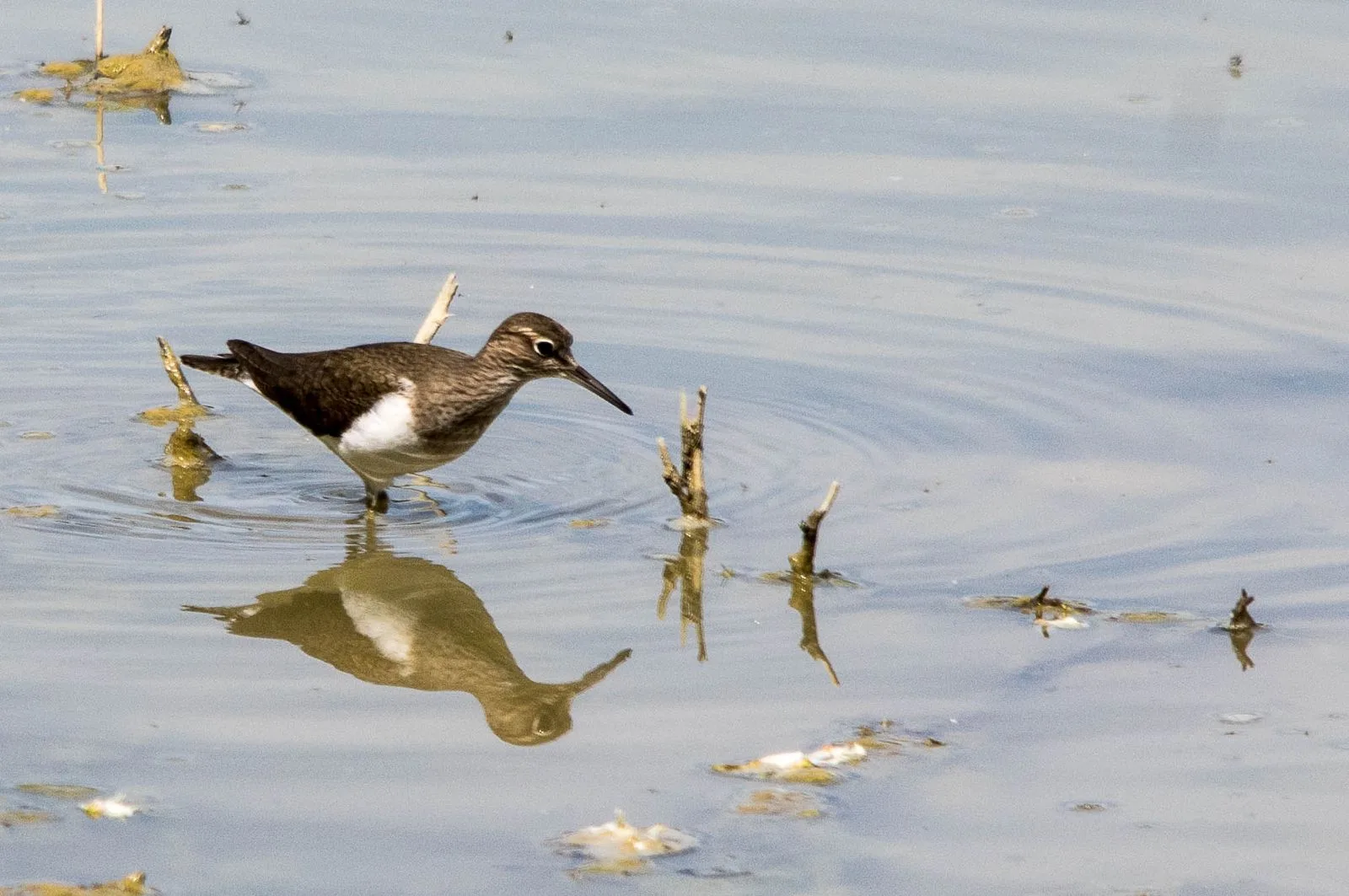 Le Domaine des Oiseaux de Mazeres à Mazères — À 454 m du lac