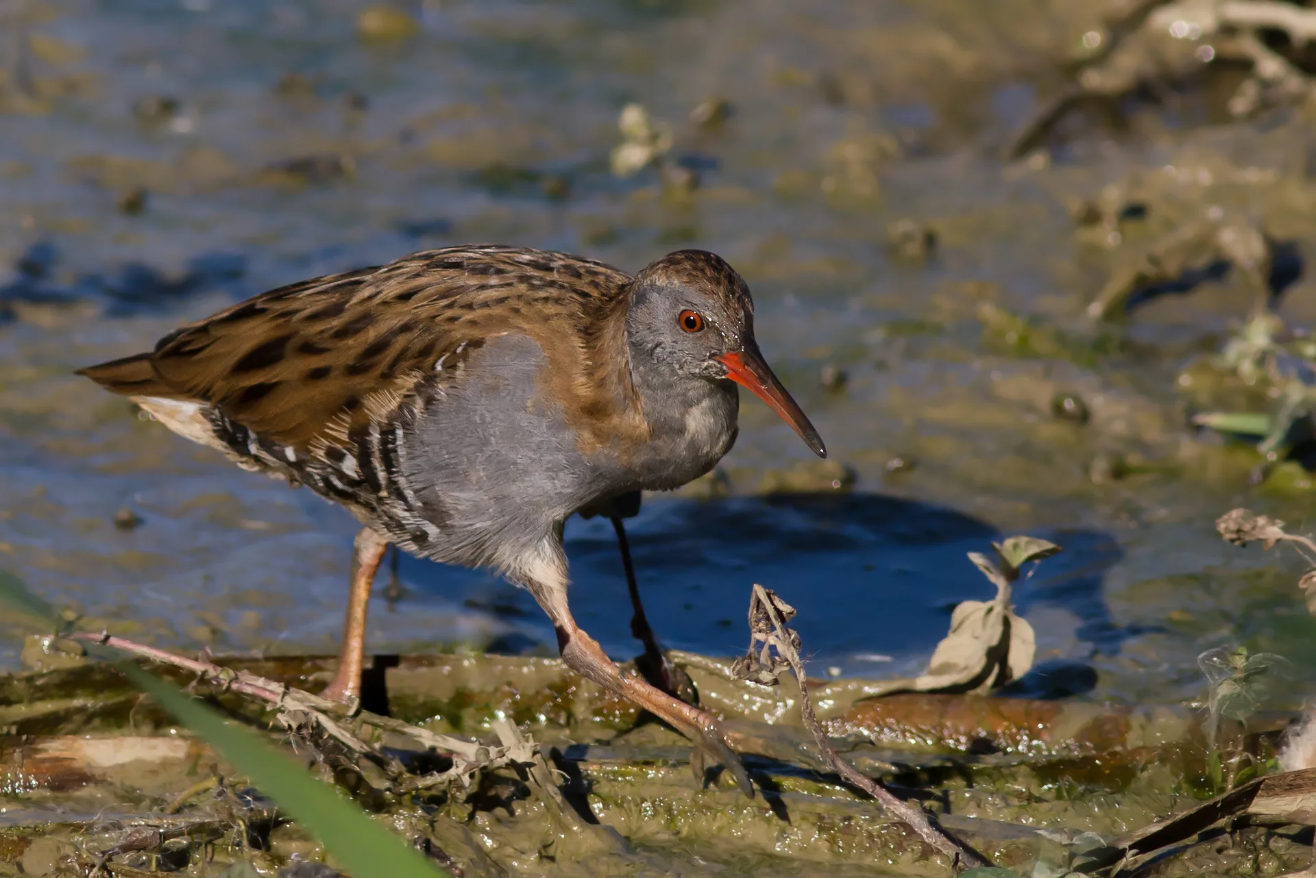 Le Domaine des Oiseaux de Mazeres à Mazères — À 457 m du lac