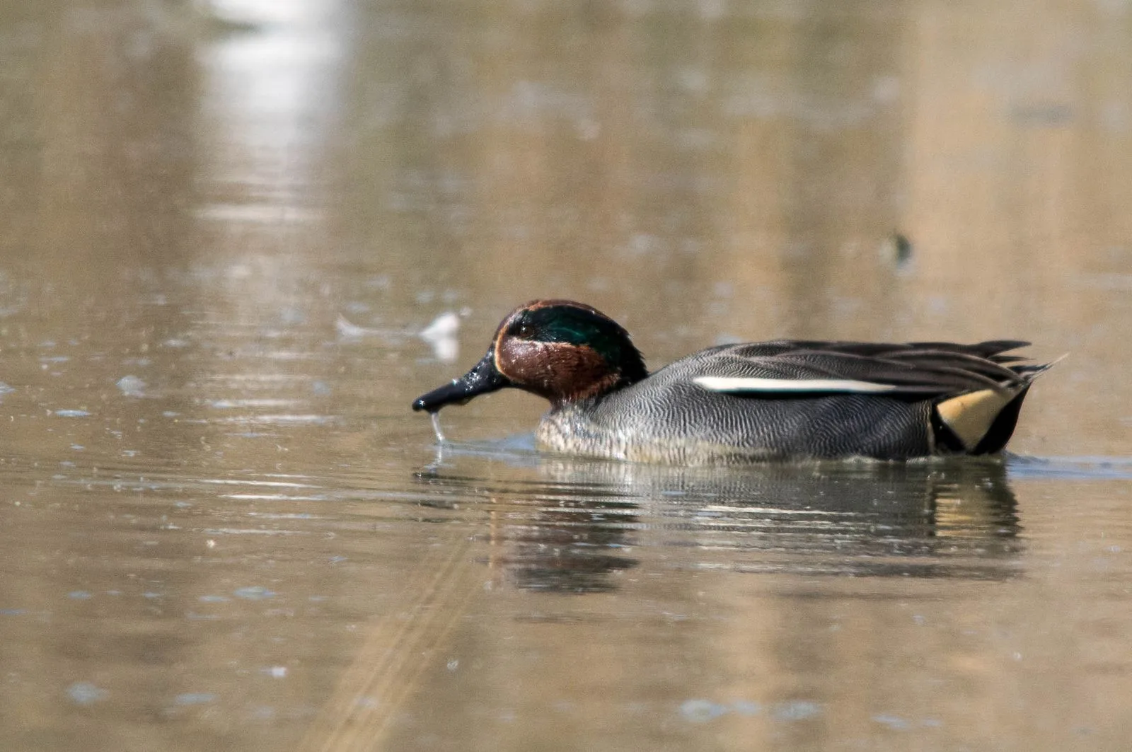 Le Domaine des Oiseaux de Mazeres à Mazères — À 514 m du lac