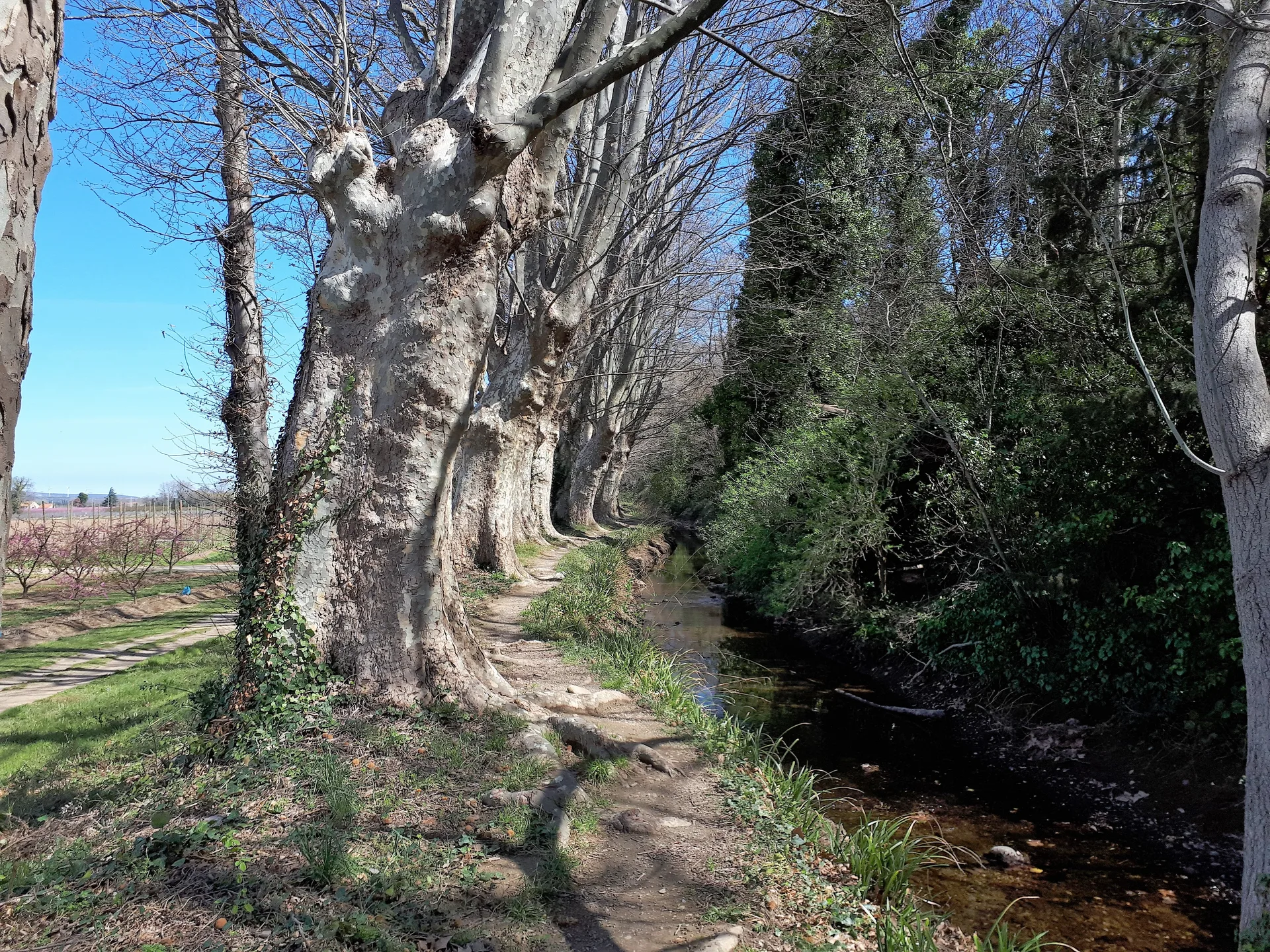 Plan d'eau de Millas à Millas — À 739 m du lac