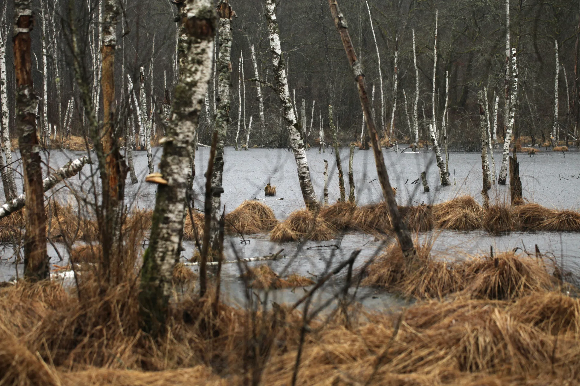 Plan d'eau de Rignovelle à Rignovelle — À 3,8 km du lac