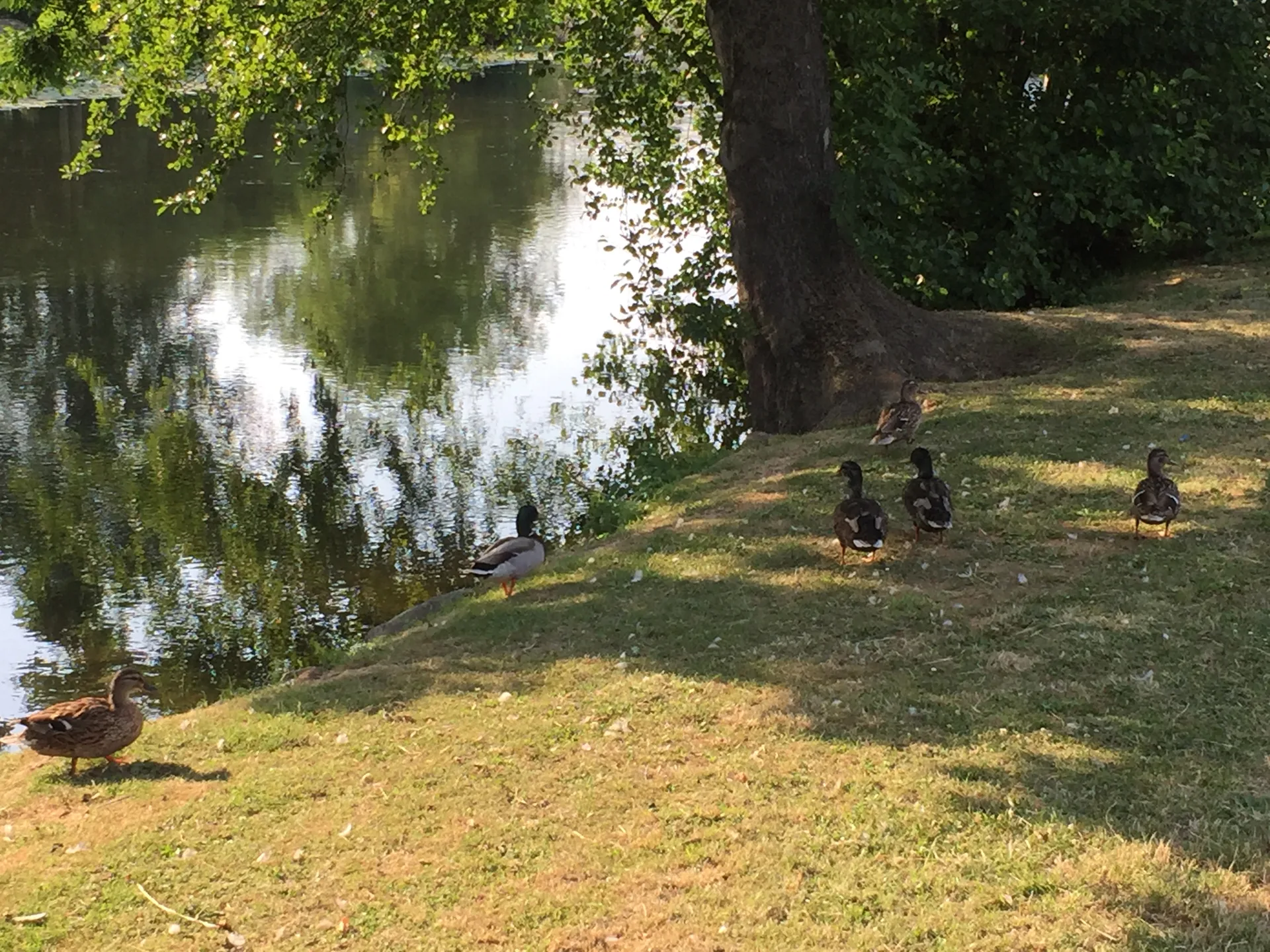 Plan d'eau sur la Seine à Corbeil à Corbeil-Essonnes — À 327 m du lac