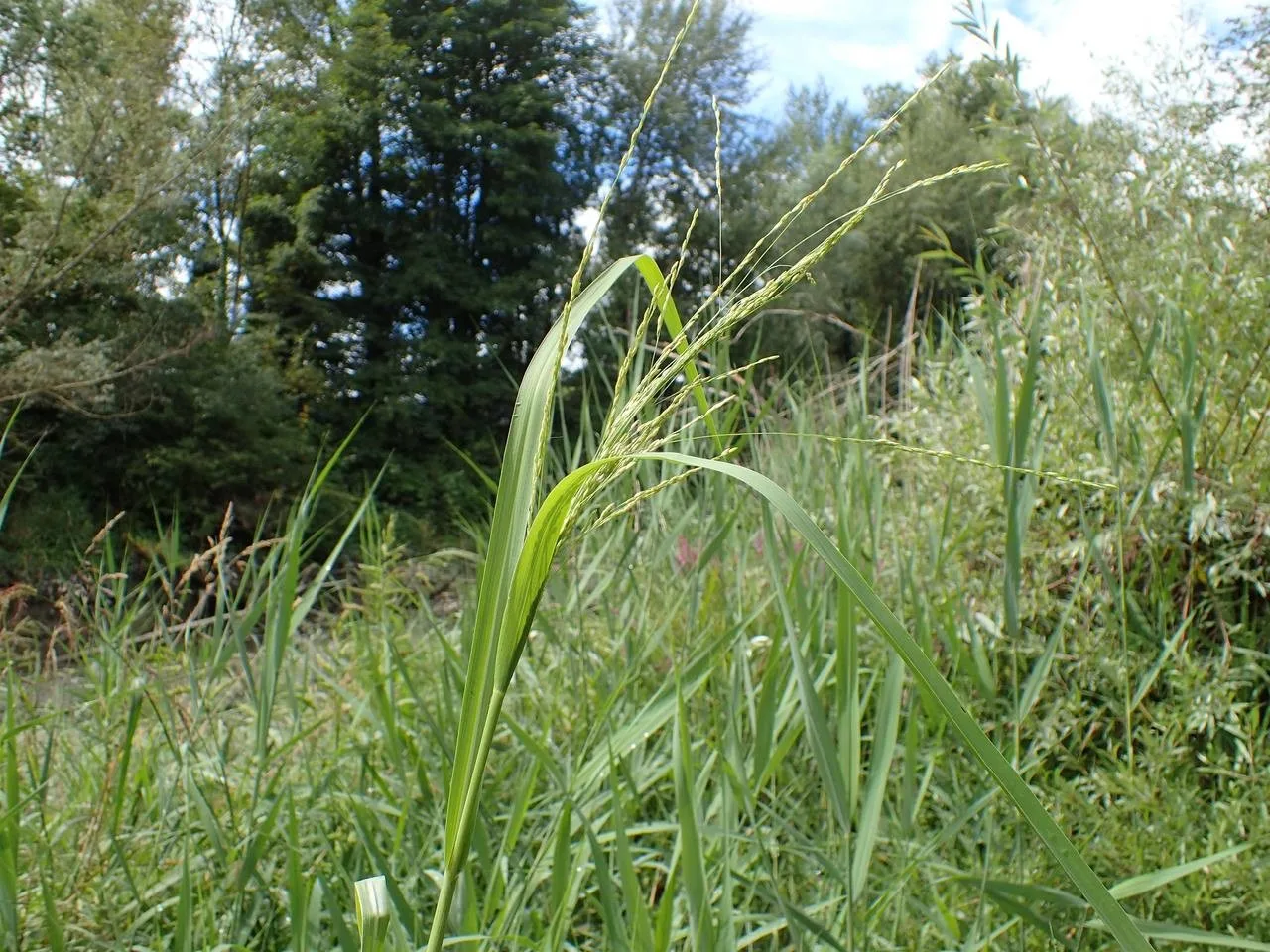 Plan deau de Pougny à Pougny — À 325 m du lac